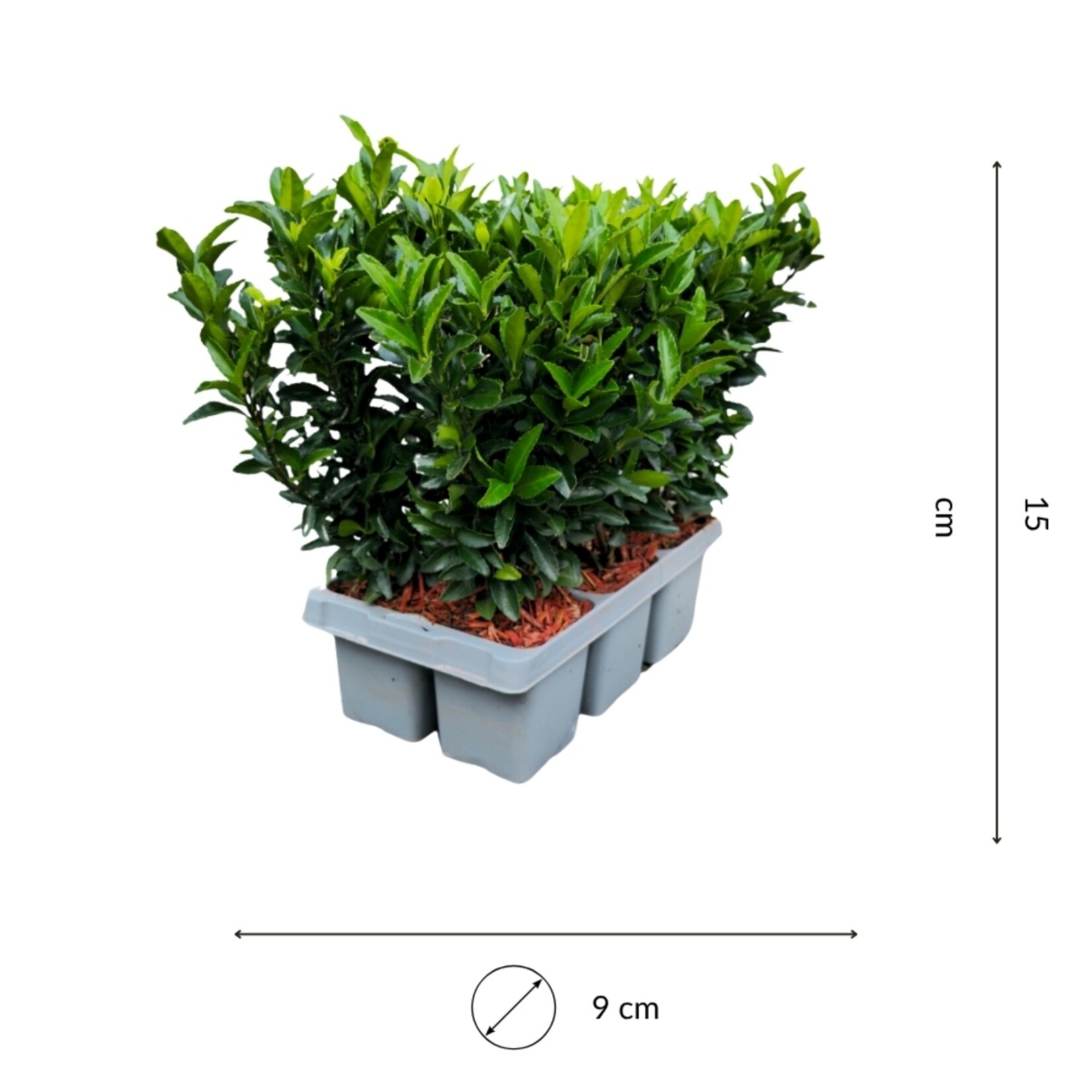 NatureNest Euonymus Japonicus Haagplant - Green Spire Kardinaalsmuts