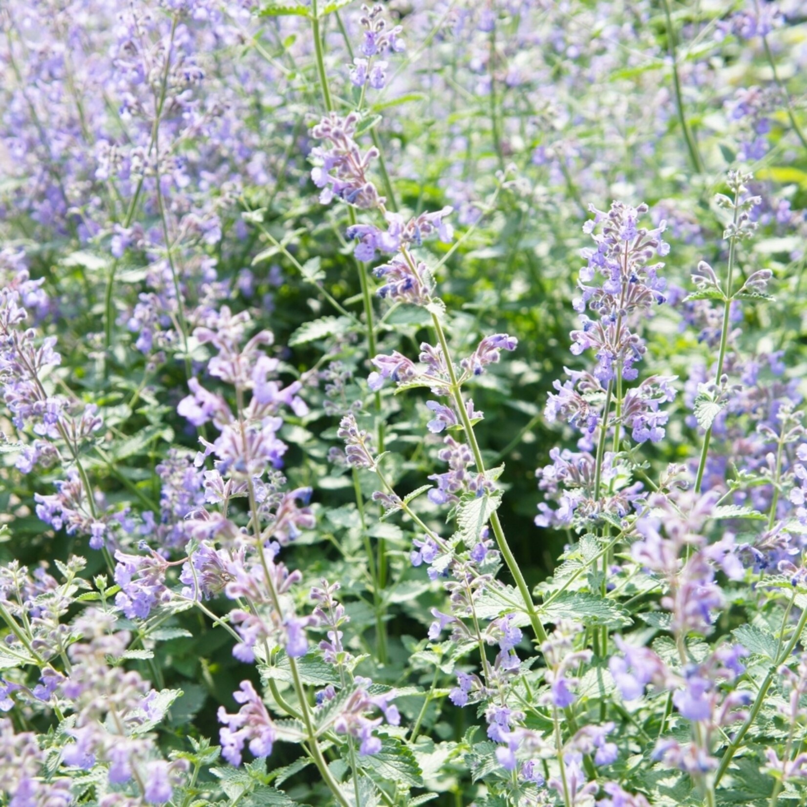NatureNest Nepeta Walker’s Low Kattenkruid – Bijen en Vlindervriendelijke Tuinplanten – 3