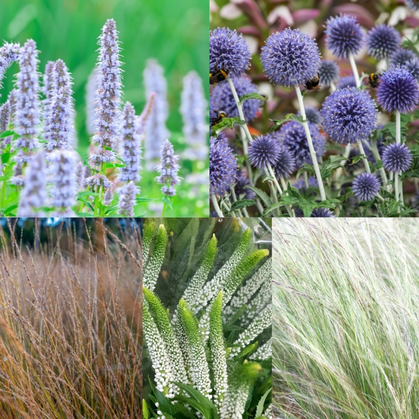 NatureNest Borderpakket Isa - Vaste Borderplantenmix - Kleurrijke Tuinborder