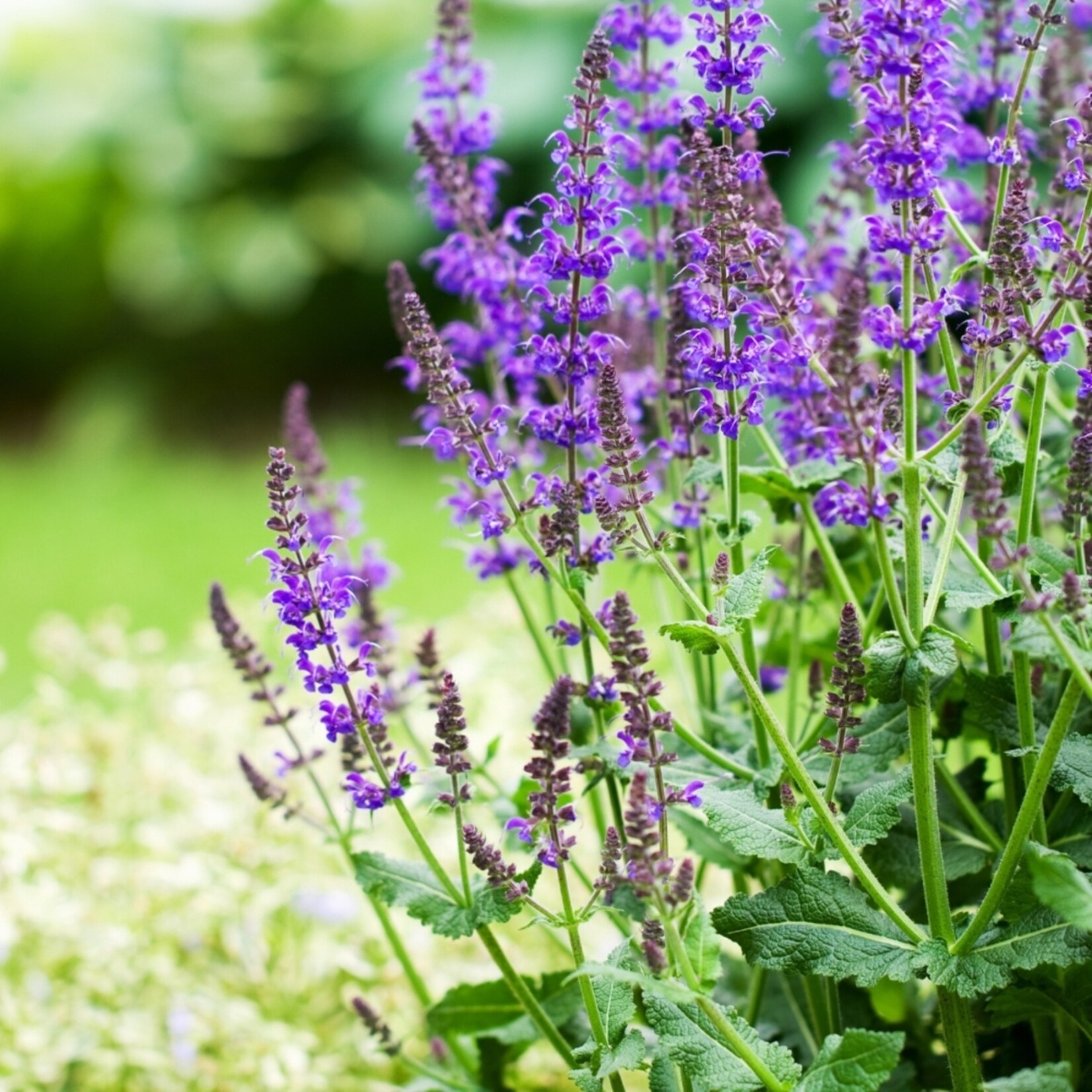 NatureNest Salvia Nemorosa Vaste Plant – Kleurrijke Ostfriesland Salie