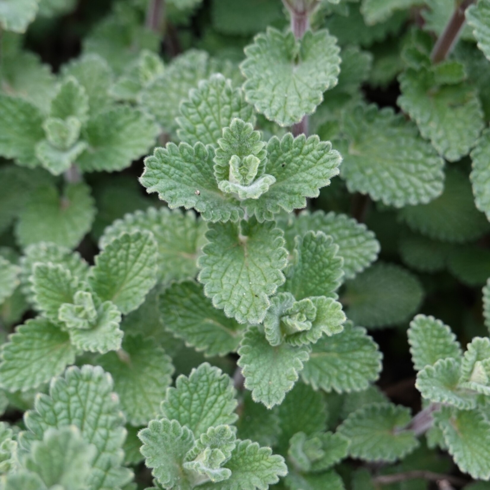 NatureNest Kattenkruid - Set van 3 Tuinplanten - Nepeta Faassenii - Bijen- en Vlindervriendelijk