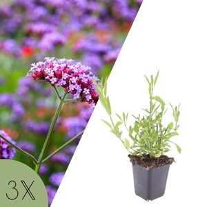 NatureNest Verbena Bonariensis Vaste Plant – IJzerhard Tuinplant – 3