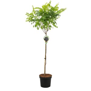 NatureNest Bolacacia op Stam - 80 cm Stam - Robinia Pseudoacacia Umbraculifera - Compacte Schaduwboom