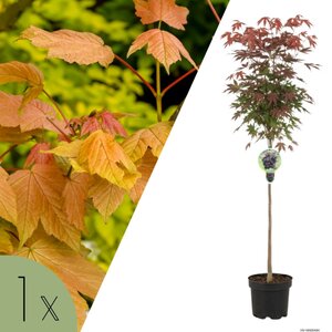 NatureNest Japanse Esdoorn Brilliantissimum - op 80 cm Stam - Acer Pseudoplatanus - Lichtgekleurde Sierboom