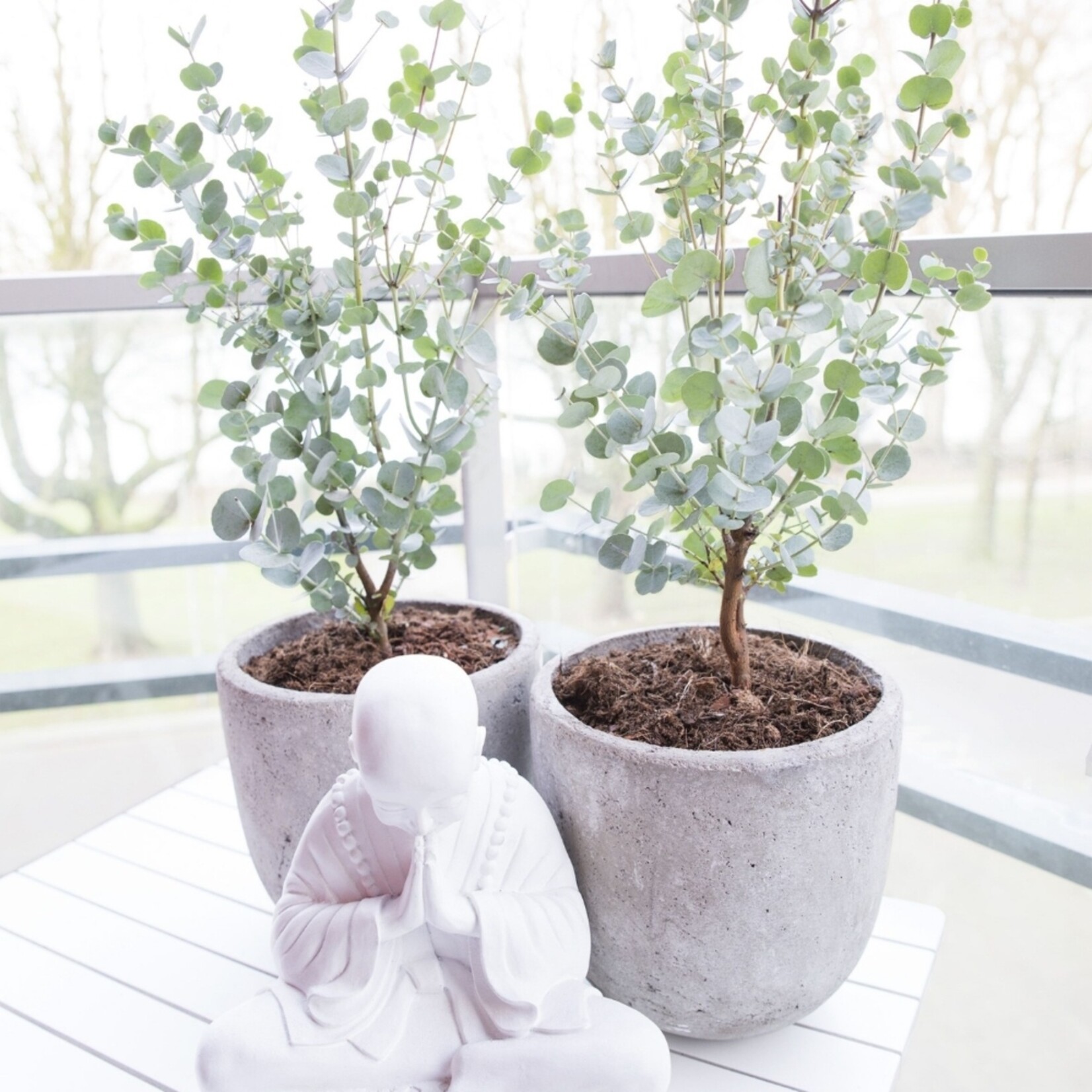 NatureNest Eucalyptus - Set van 2 - Compacte Eucalyptus - Hartvormig Grijs – Botanic Hearts