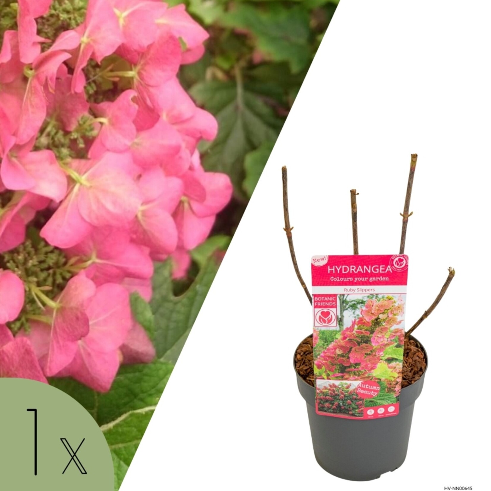 NatureNest Compacte Hortensia - Eikenbladhortensia - Hydrangea Quercif en Serrata