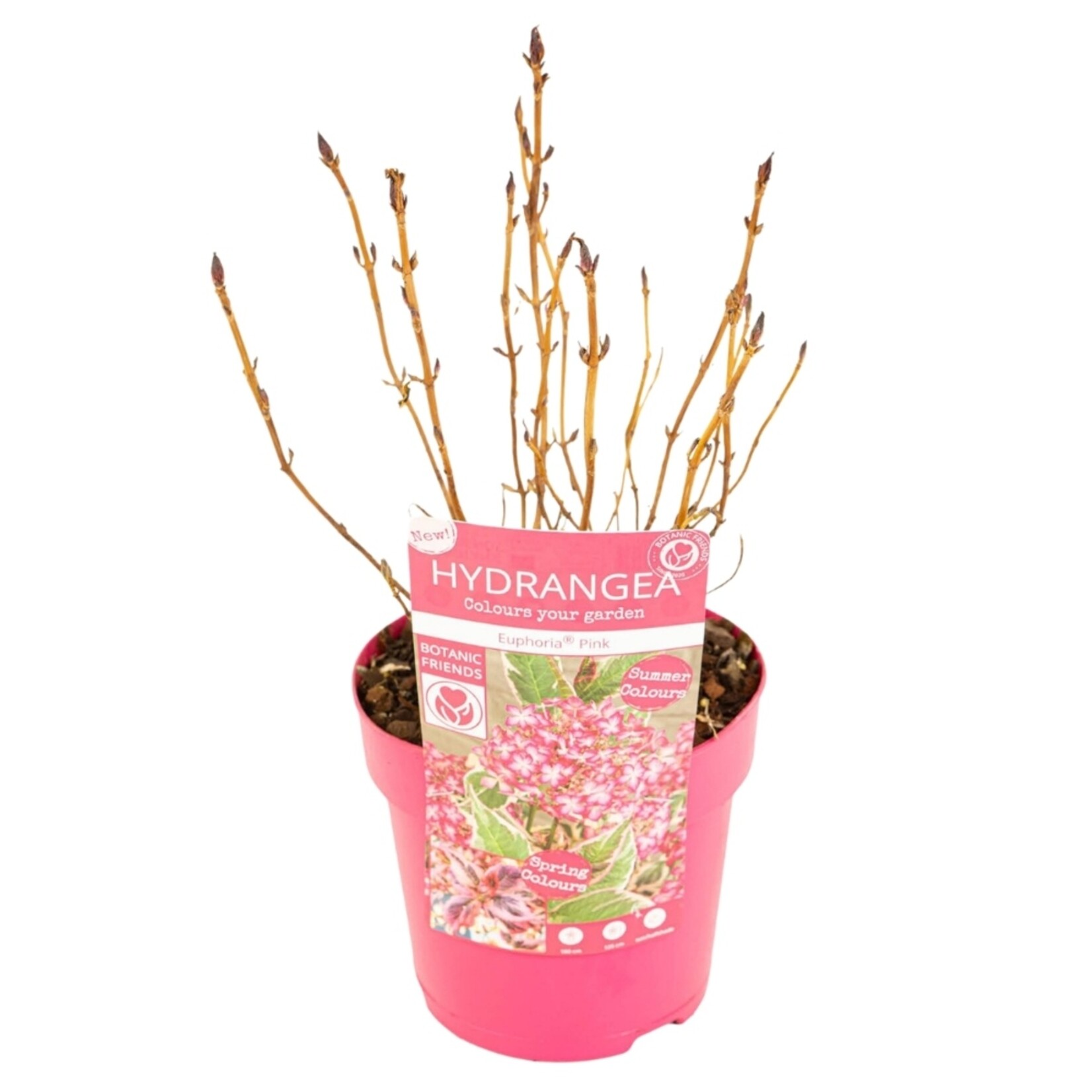 NatureNest Compacte Hortensia - Eikenbladhortensia - Hydrangea Quercif en Serrata