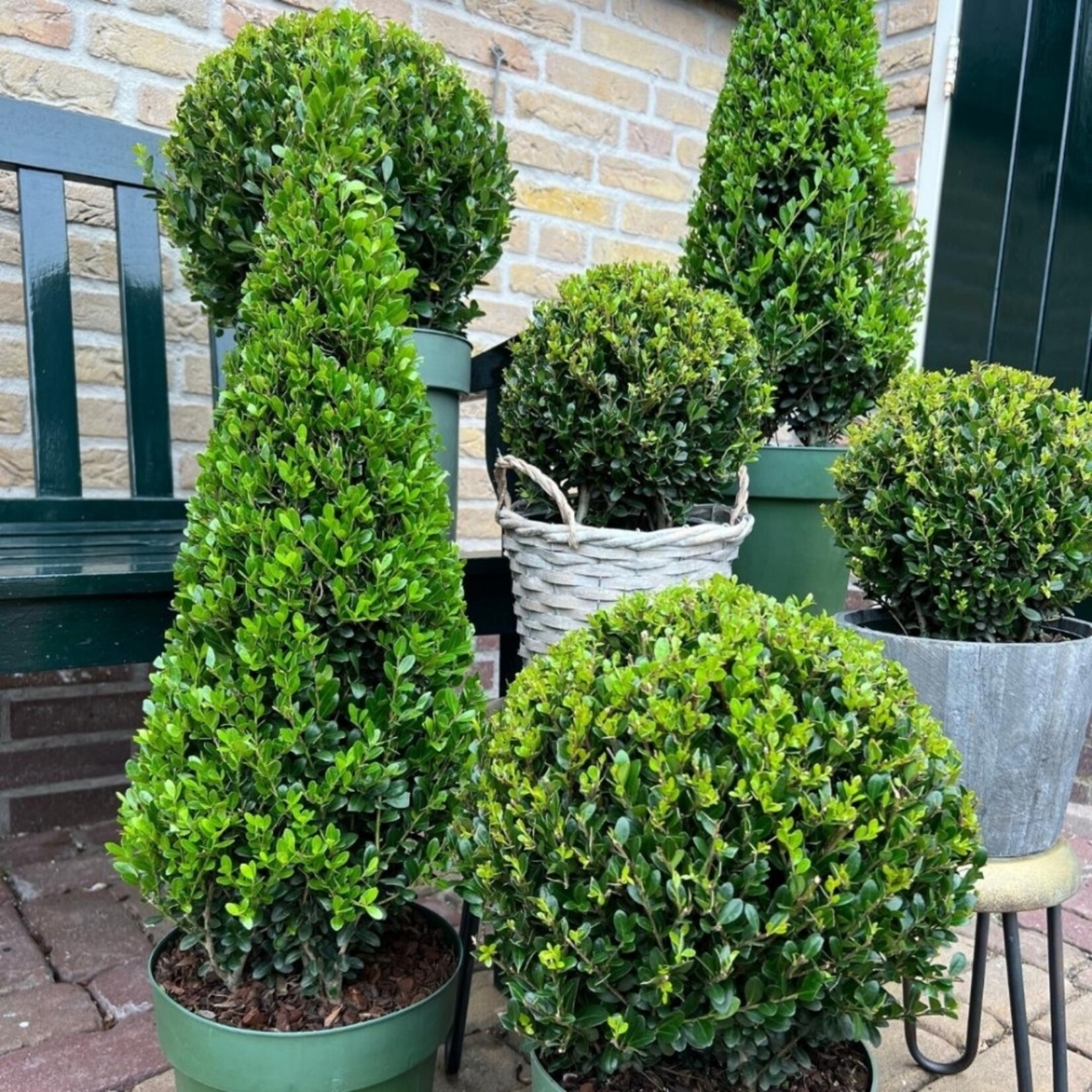 NatureNest Japanse Hulst - Ilex Crenata Jenny - Compacte Winterharde – Bolvorm - Set van 2