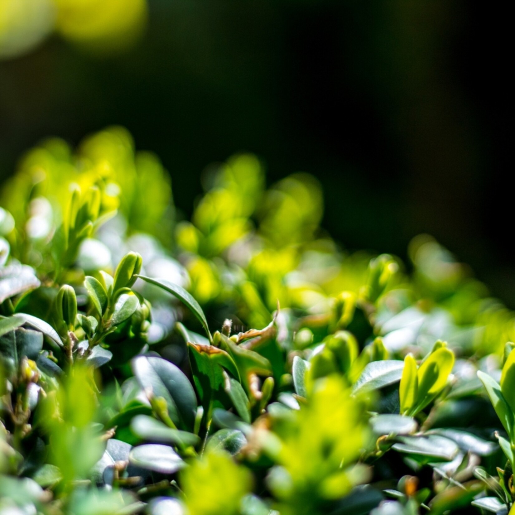 NatureNest Japanse Hulst - Ilex Crenata Jenny - Compacte Winterharde – Bolvorm - Set van 2