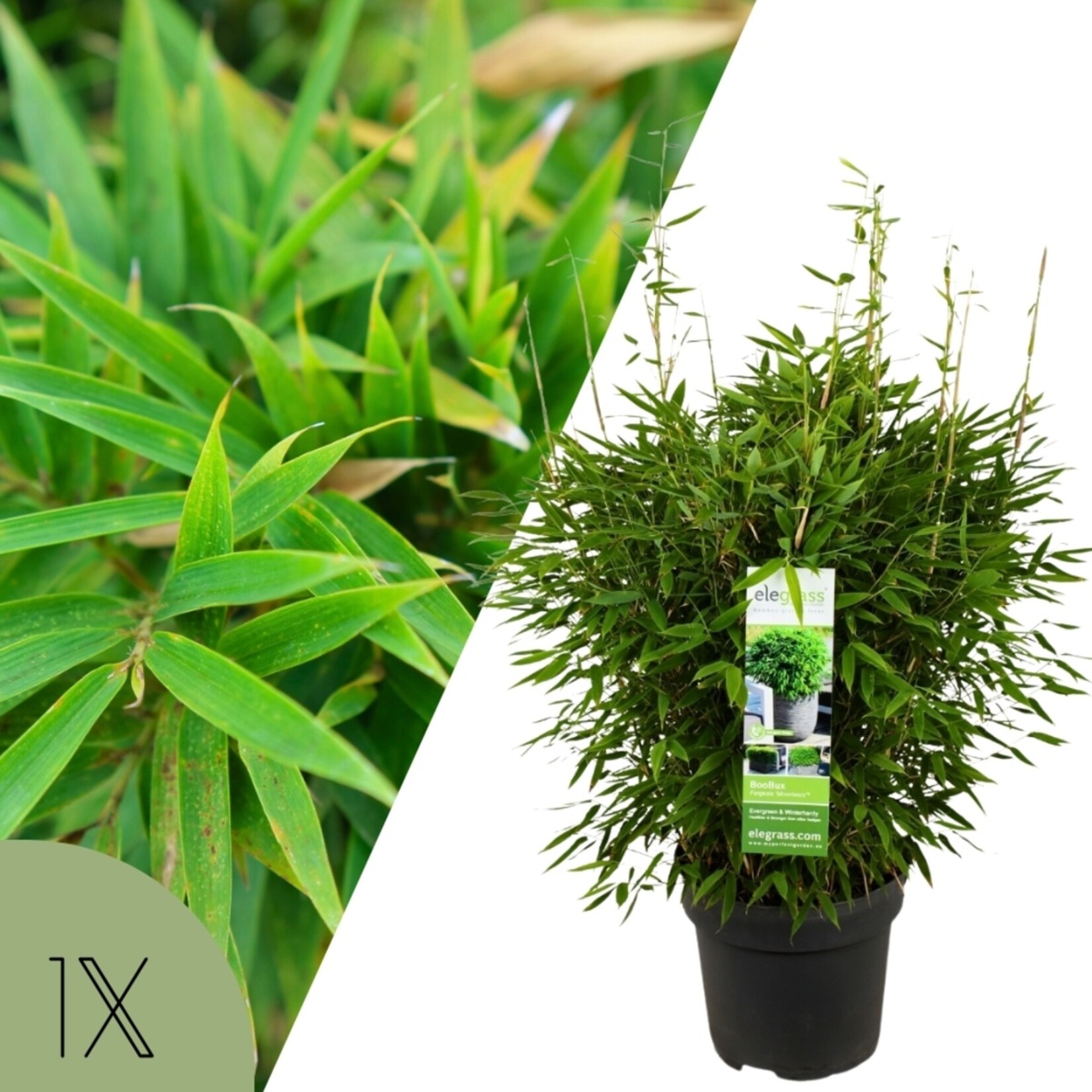 NatureNest Bamboe Plant XL - Fargesia Moontears Boobux - Niet-Woekerende Bamboe