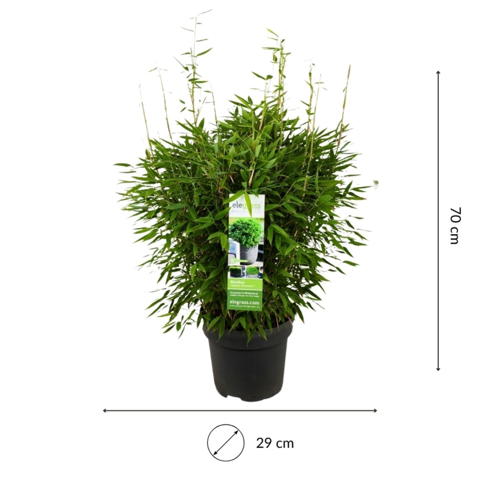 NatureNest Bamboe Plant XL - Fargesia Moontears Boobux - Niet-Woekerende Bamboe