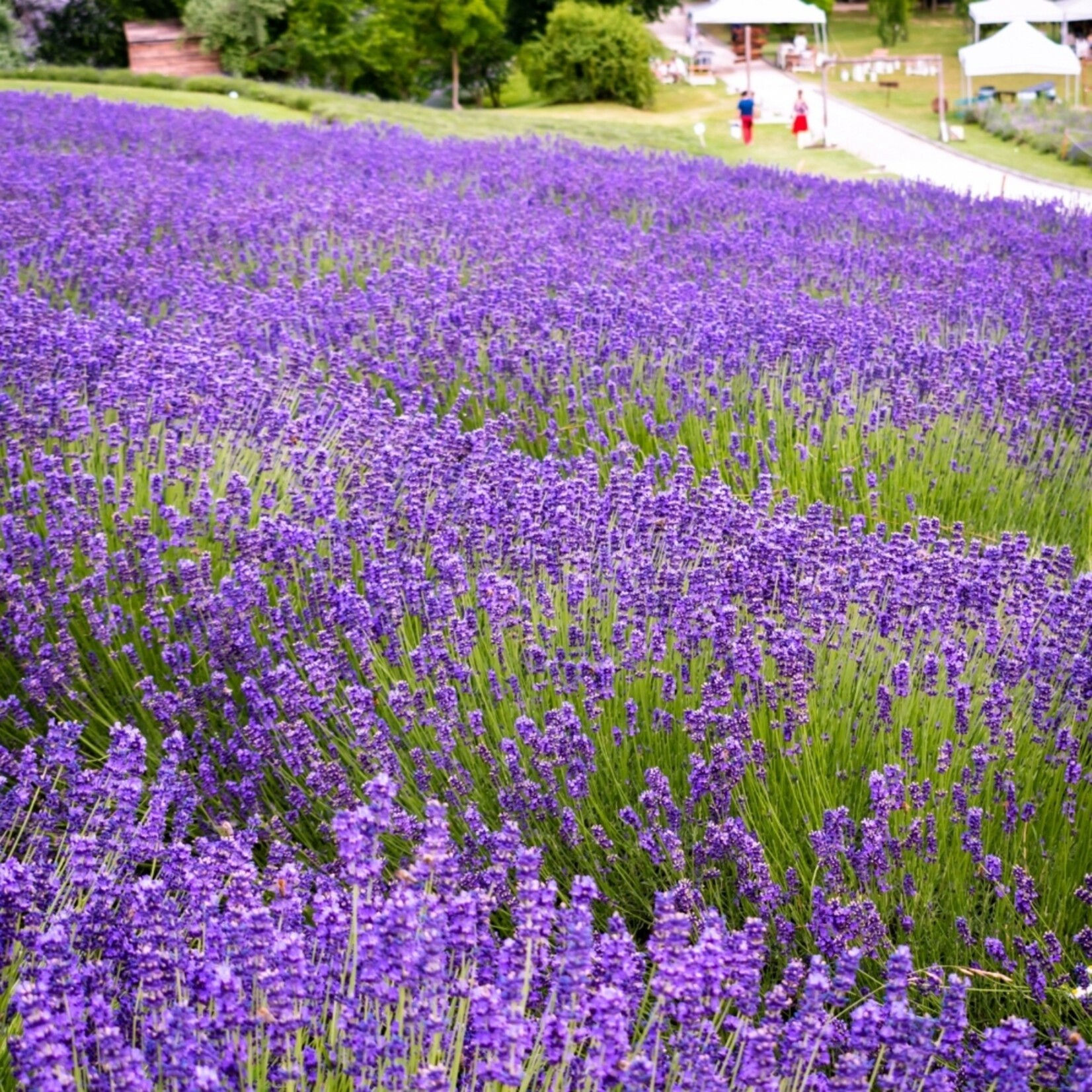 NatureNest Lavandula Angustifolia Lavendelplanten – Mediterrane Tuinplant
