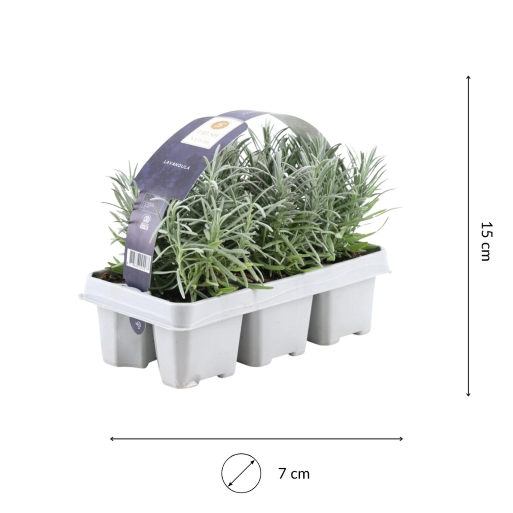 NatureNest Lavandula Angustifolia Lavendelplanten – Mediterrane Tuinplant