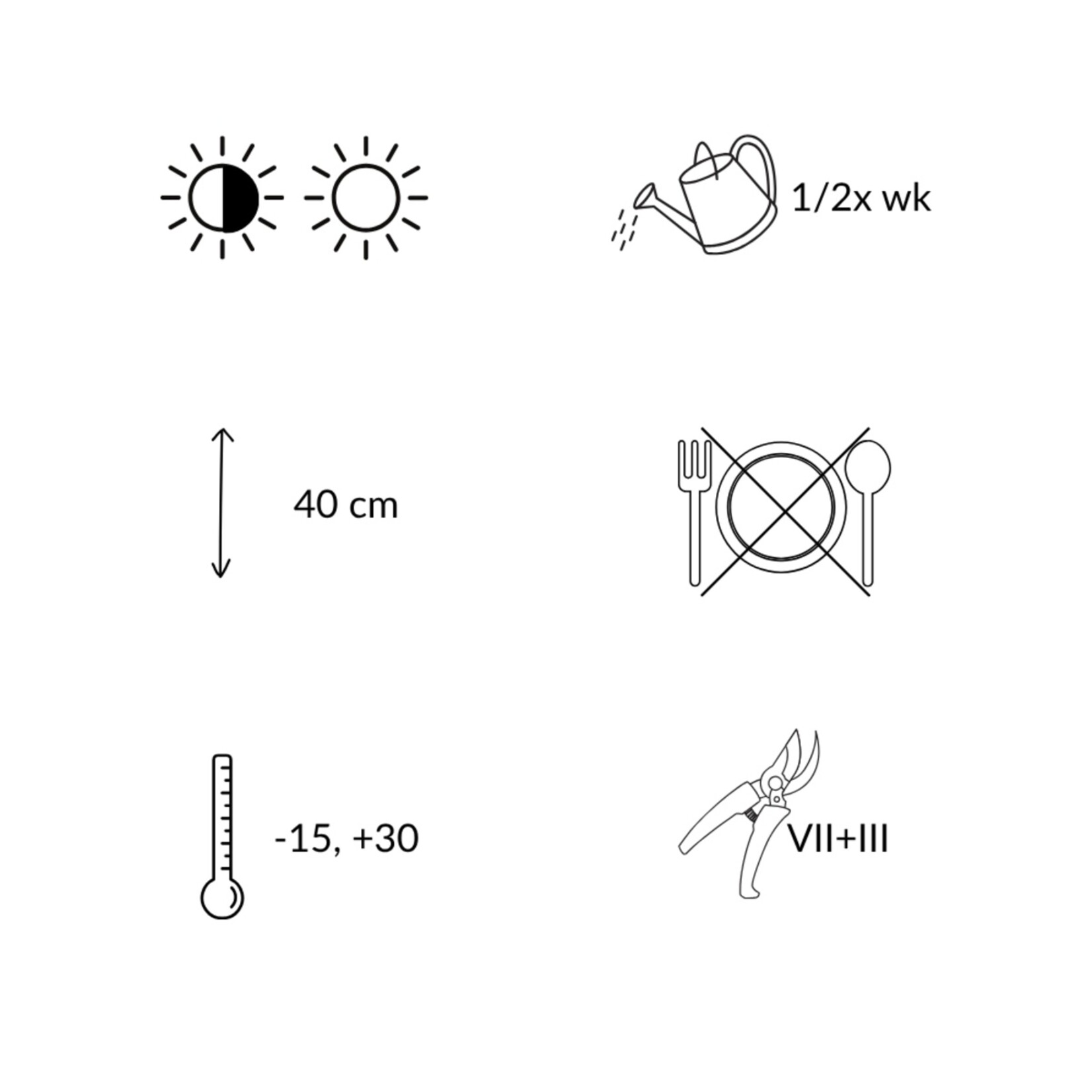 NatureNest Lavandula Angustifolia Lavendelplanten – Mediterrane Tuinplant