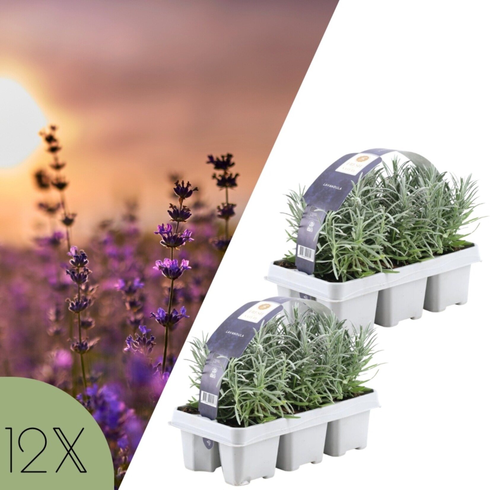 NatureNest Lavandula Angustifolia Lavendelplanten – Mediterrane Tuinplant