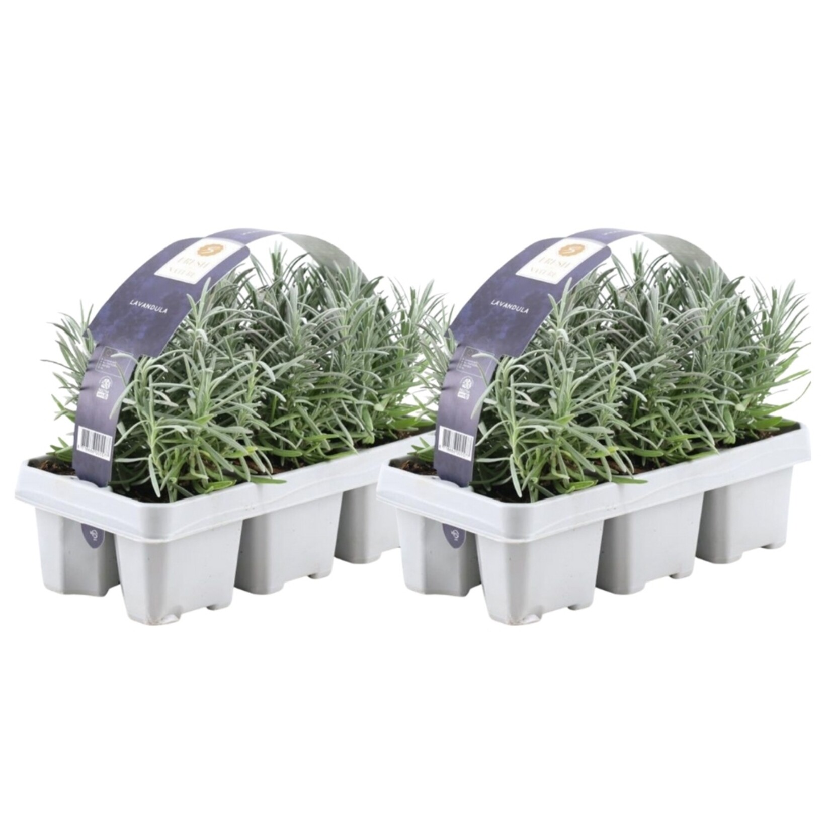 NatureNest Lavandula Angustifolia Lavendelplanten – Mediterrane Tuinplant