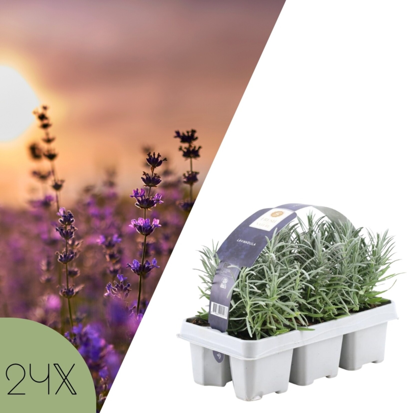 NatureNest Lavandula Angustifolia Lavendelplanten – Mediterrane Tuinplant
