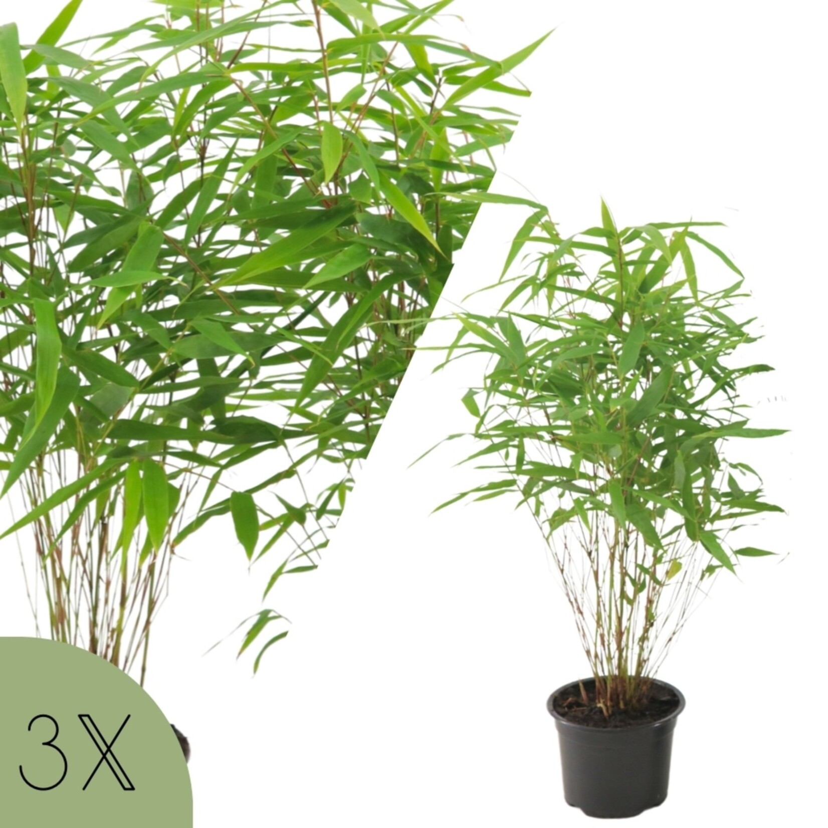 NatureNest Euonymus Fargesia Rufa Bamboeplant – Niet-woekerend en Winterhard