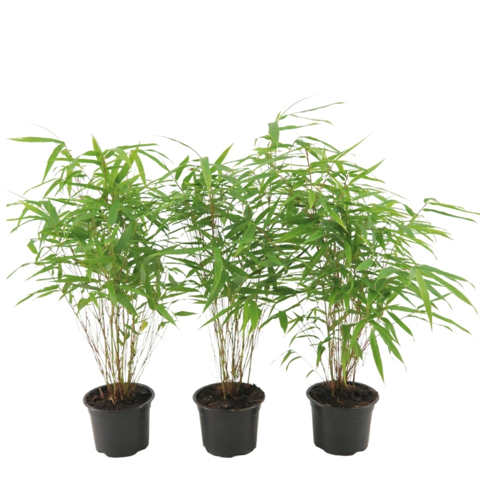 NatureNest Euonymus Fargesia Rufa Bamboeplant – Niet-woekerend en Winterhard