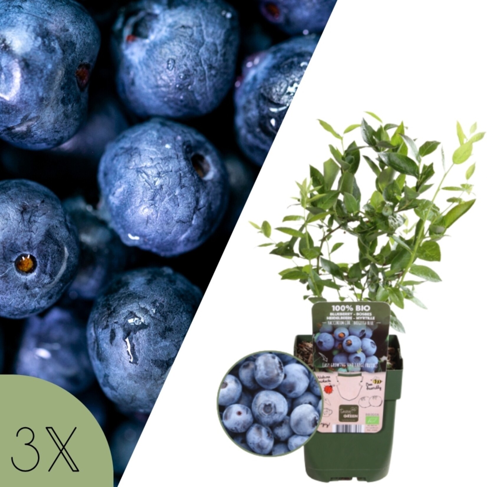 NatureNest Vaccinium Corymbosum Bosbessenplant – Biologisch