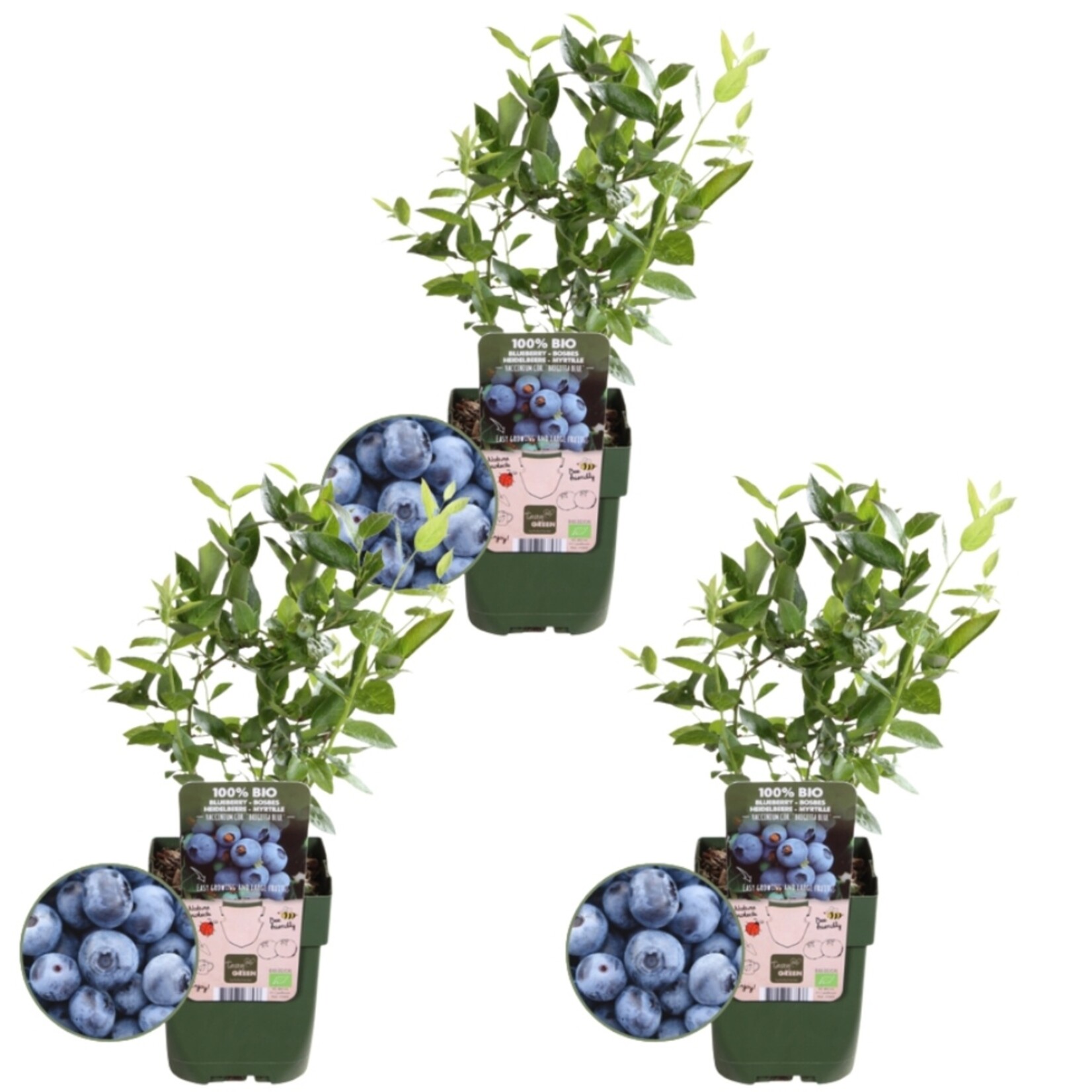 NatureNest Vaccinium Corymbosum Bosbessenplant – Biologisch