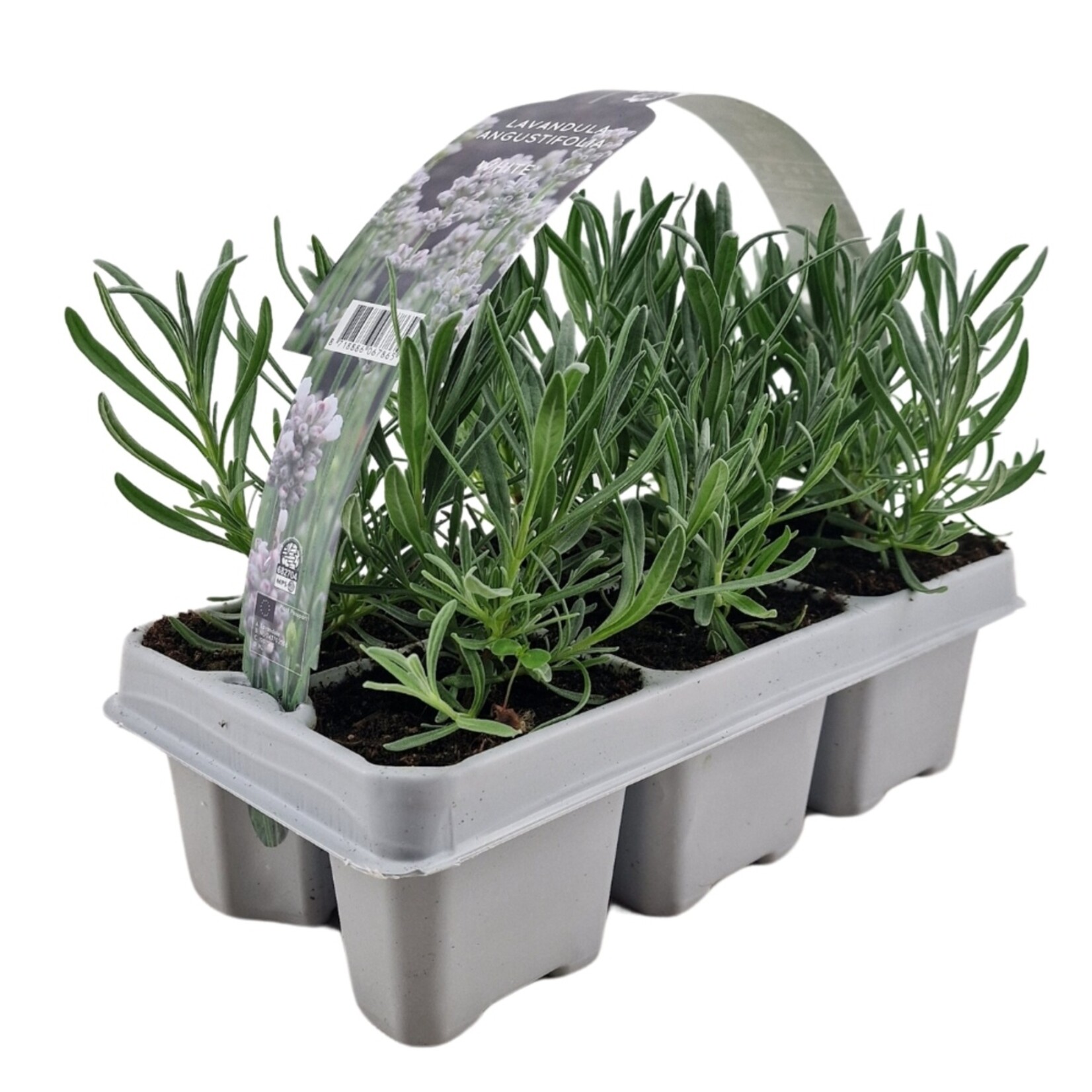 NatureNest Lavandula Angustifolia Edelweiss - Witte Lavendelplant