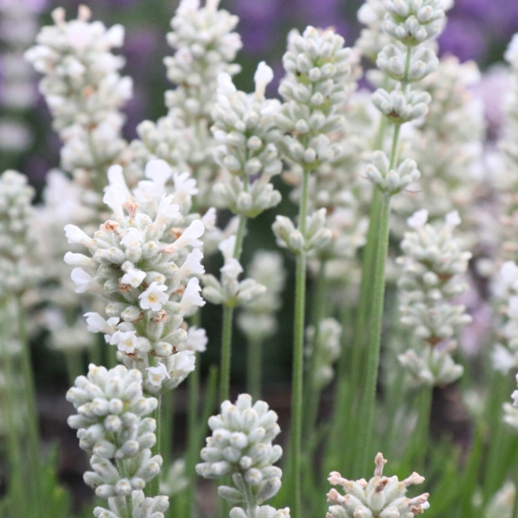 NatureNest Lavandula Angustifolia Edelweiss - Witte Lavendelplant