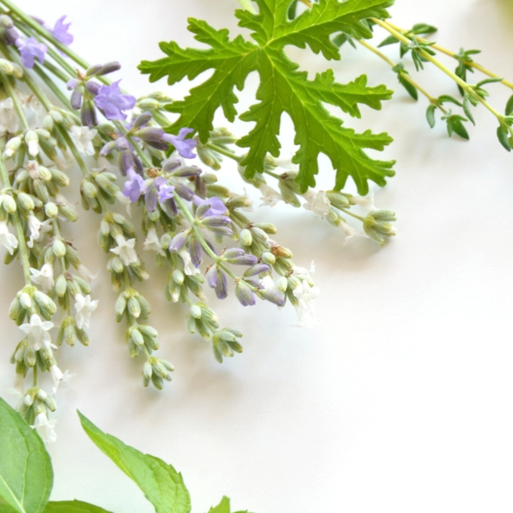 NatureNest Lavandula Angustifolia Edelweiss - Witte Lavendelplant