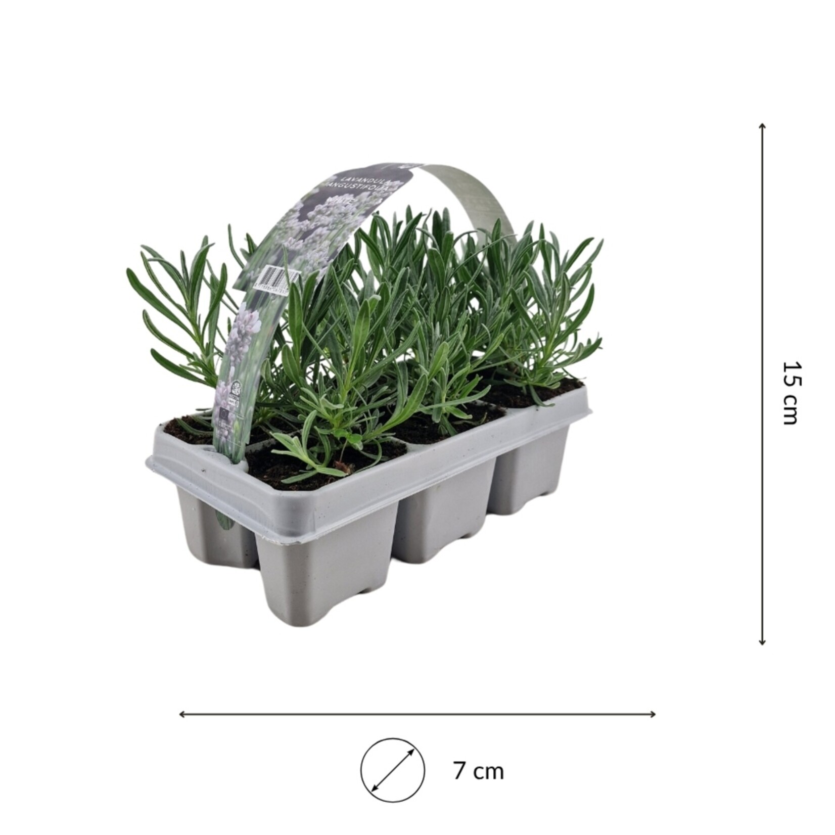 NatureNest Lavandula Angustifolia Edelweiss - Witte Lavendelplant