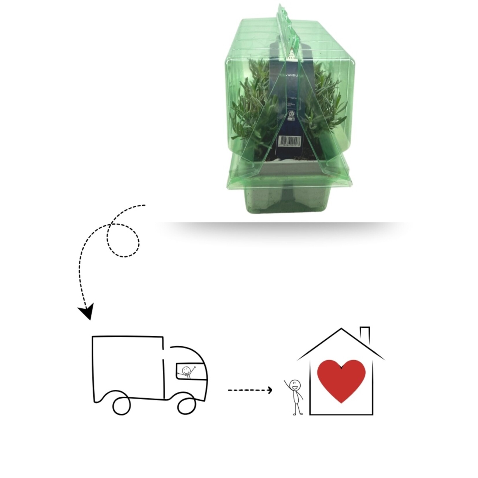 NatureNest Lavandula Angustifolia Edelweiss - Witte Lavendelplant