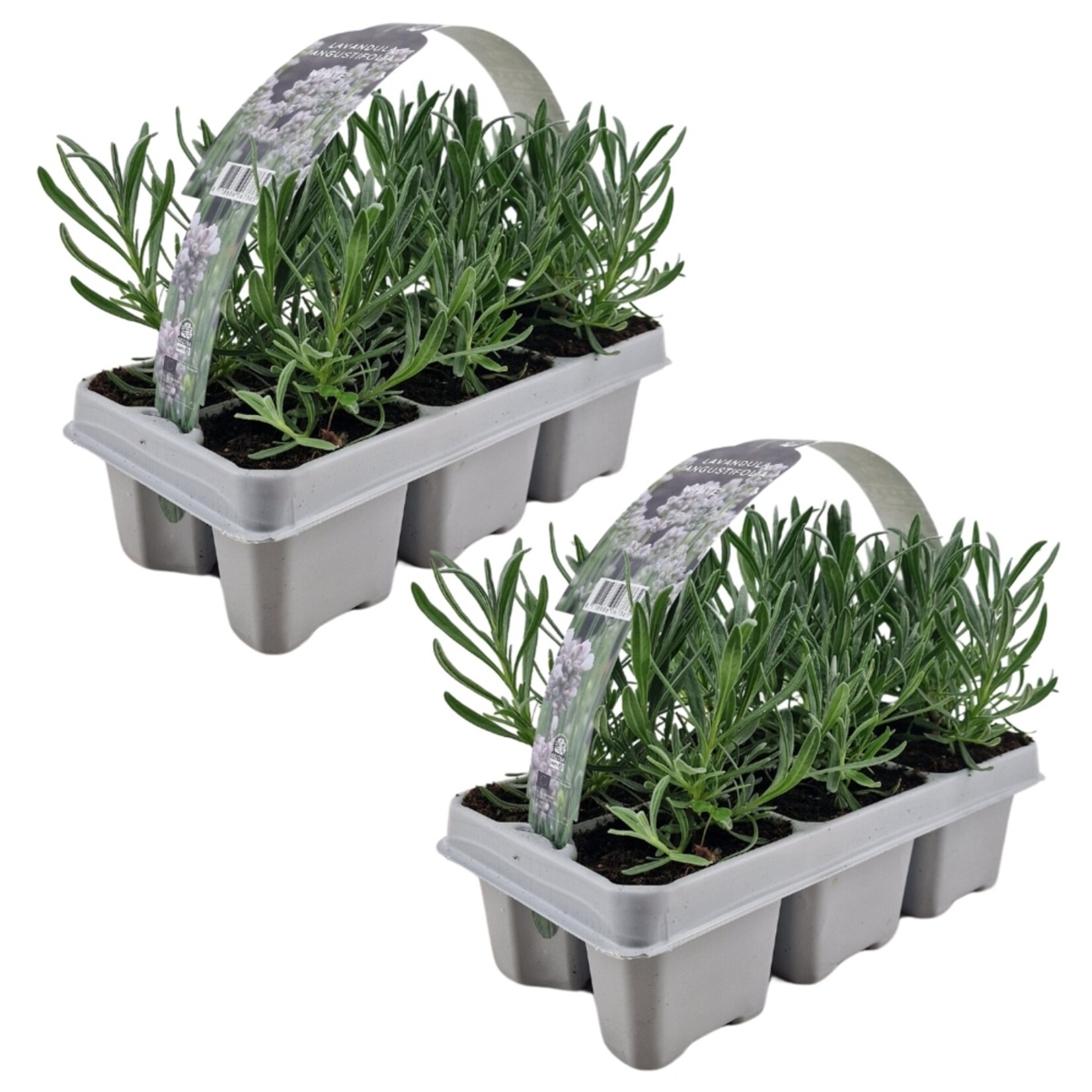 NatureNest Lavandula Angustifolia Edelweiss - Witte Lavendelplant