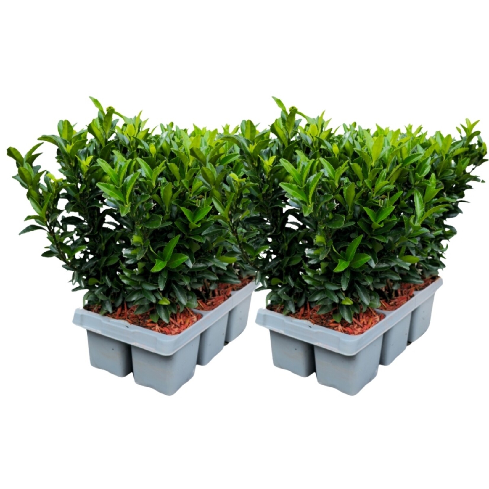 NatureNest Euonymus Japonicus Haagplant - Green Spire Kardinaalsmuts