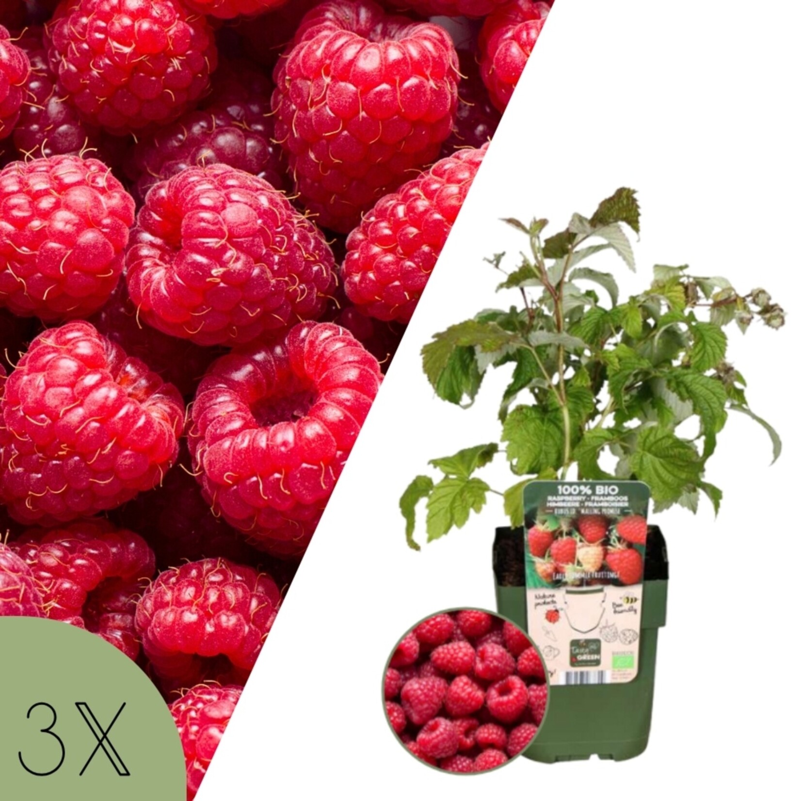 NatureNest Rubus Idaeus Frambozenplant – 100% Biologische Tuinfruitplanten – 3
