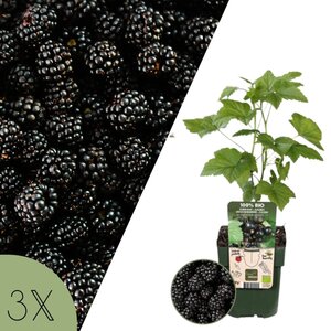 NatureNest Rubus fruticosus Braamplant – 100% Biologische Tuinfruitplanten – 3