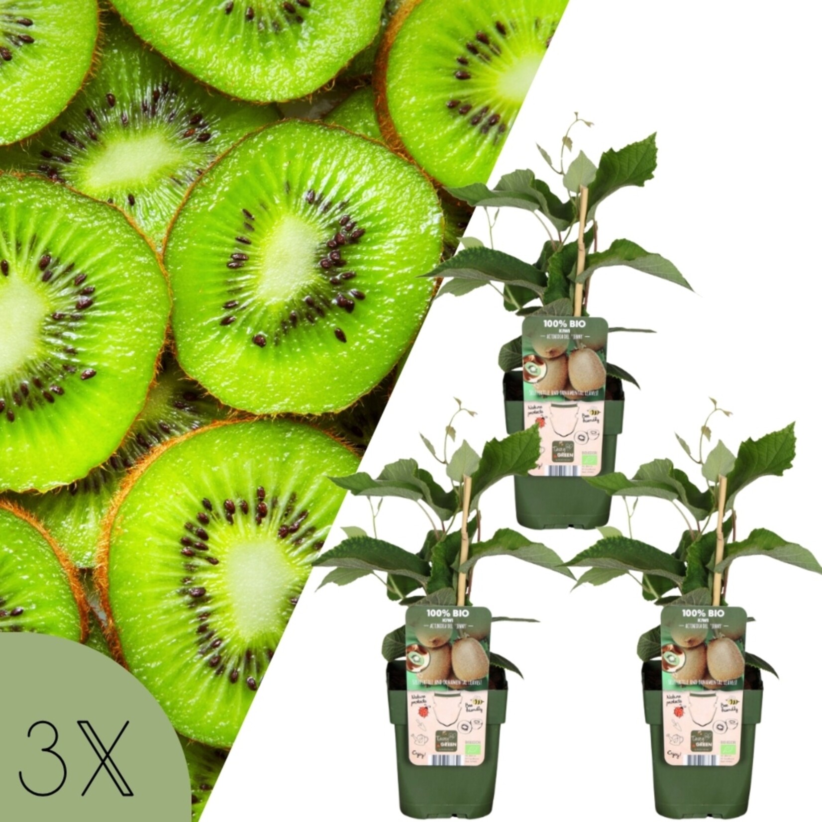 NatureNest Actinidia Arguta Kiwi Bessenplant – 100% Biologische Fruit- en Klimplanten – 3