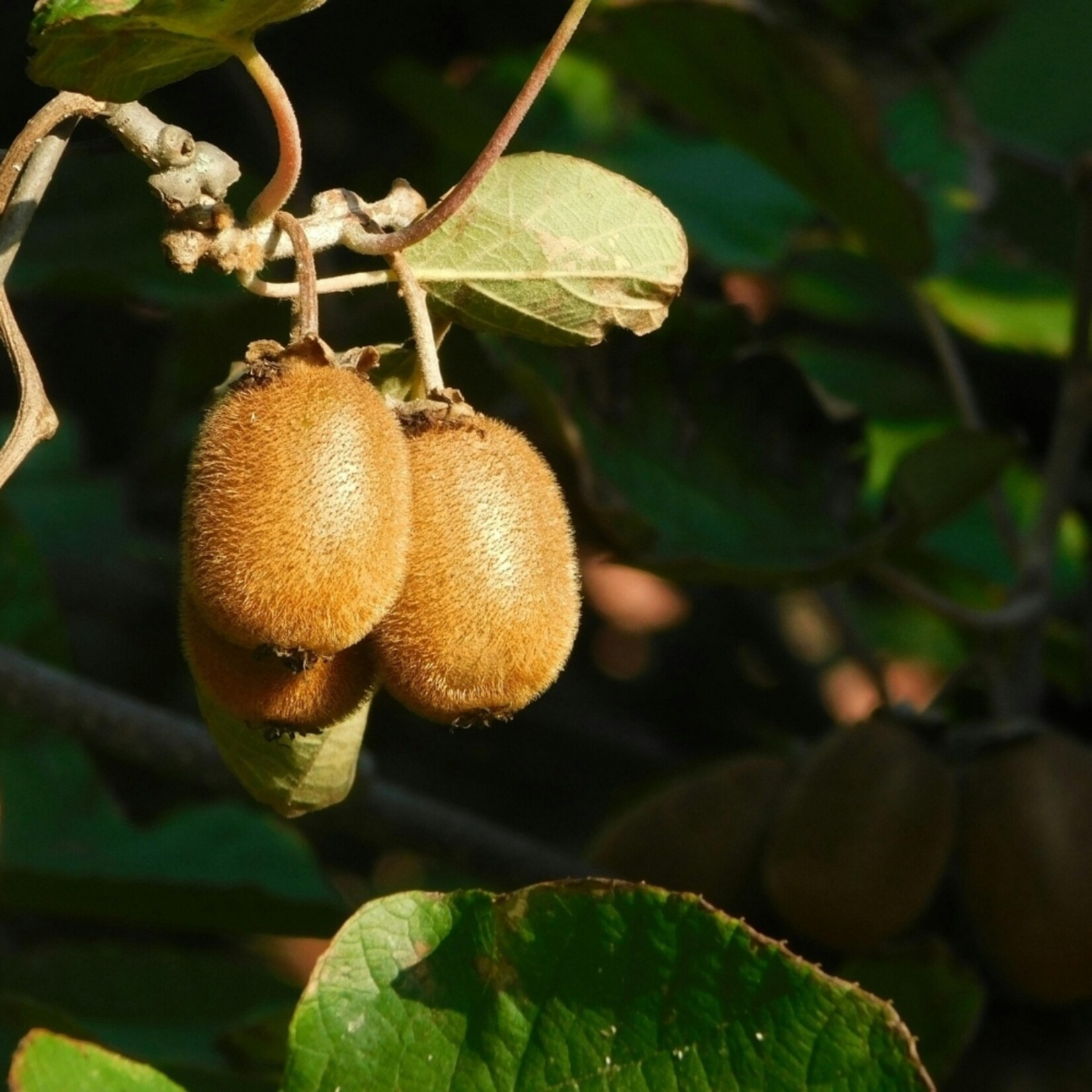 NatureNest Actinidia Arguta Kiwi Bessenplant – 100% Biologische Fruit- en Klimplanten – 3