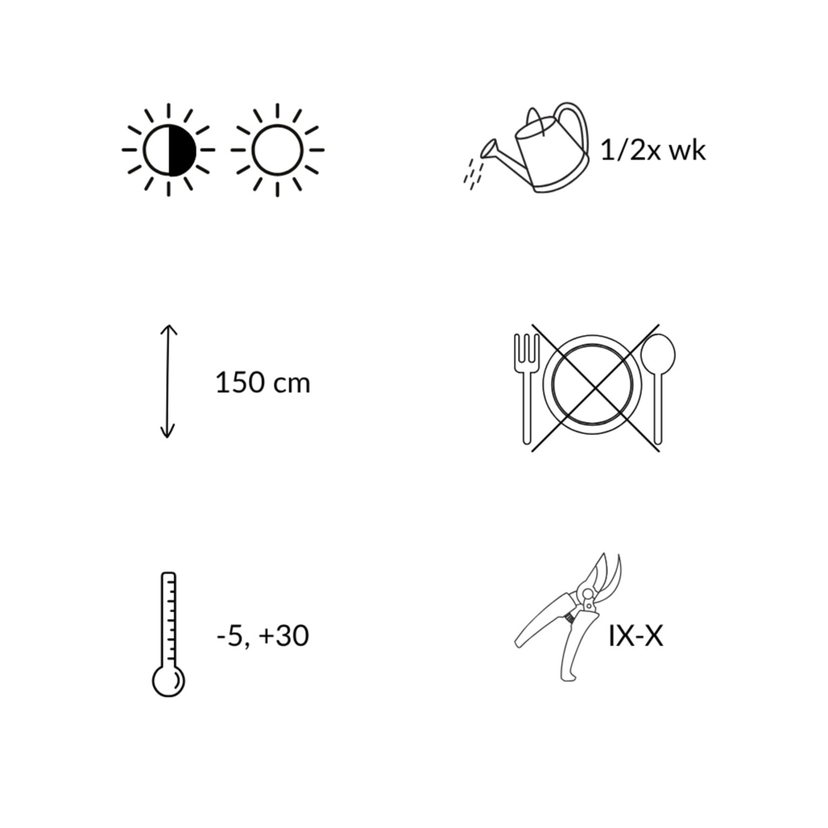 NatureNest Ficus Carica Vijgenboom – 100% Biologisch en Winterhard – 3