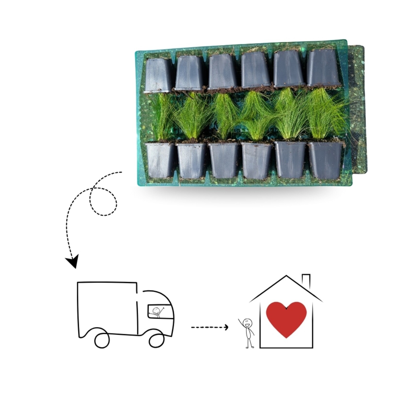 NatureNest Pennisetum Alopecuroides Hameln Siergras – Zachte Pluimen – 3