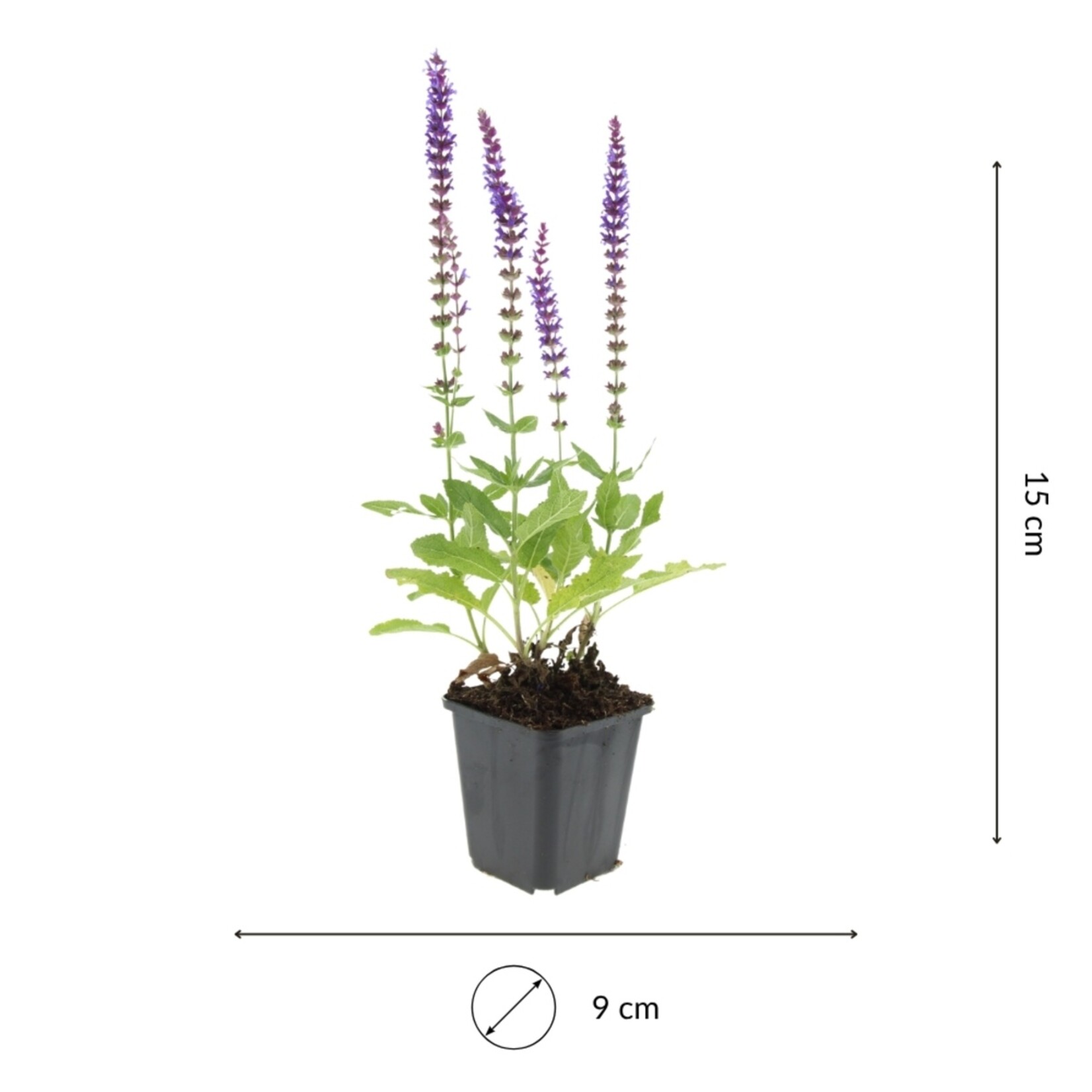 NatureNest Salvia Nemorosa Vaste Plant – Kleurrijke Ostfriesland Salie