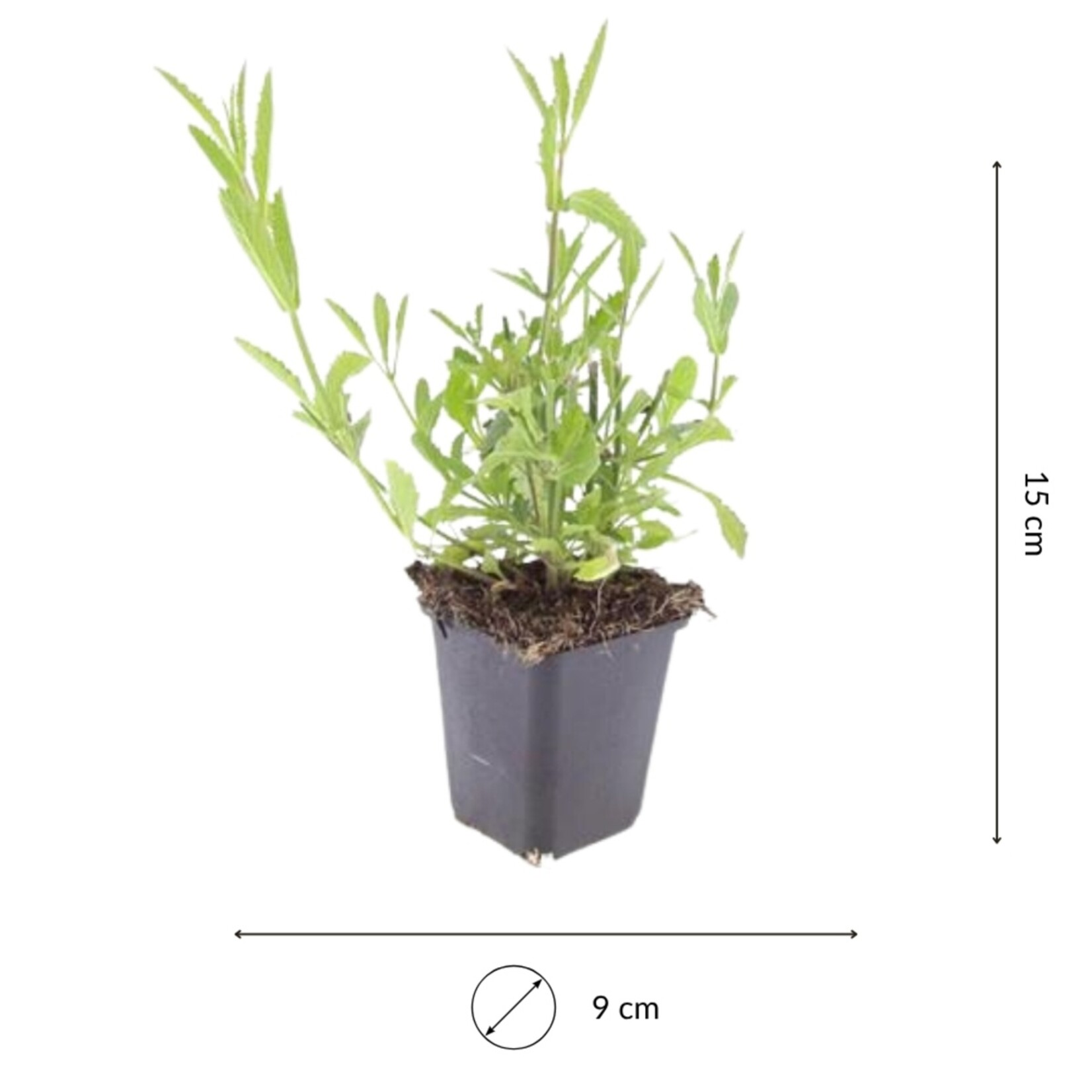 NatureNest Verbena Bonariensis Vaste Plant – IJzerhard Tuinplant – 3