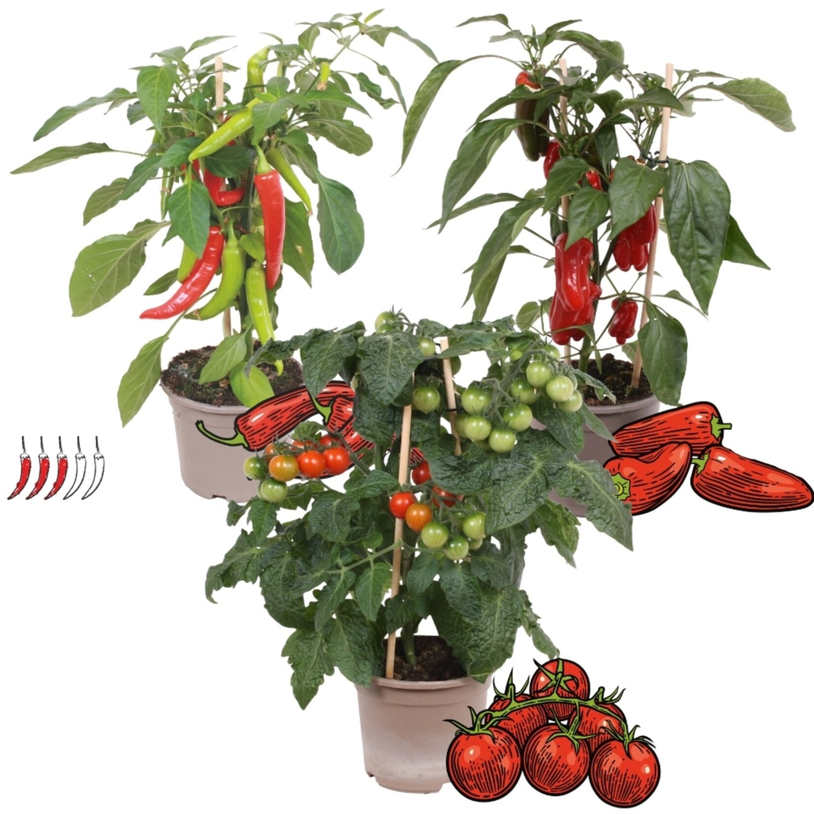 NatureNest Zonnige Oogst Trio Groenteplanten – Tomaat, Paprika en Chilipeper – 3
