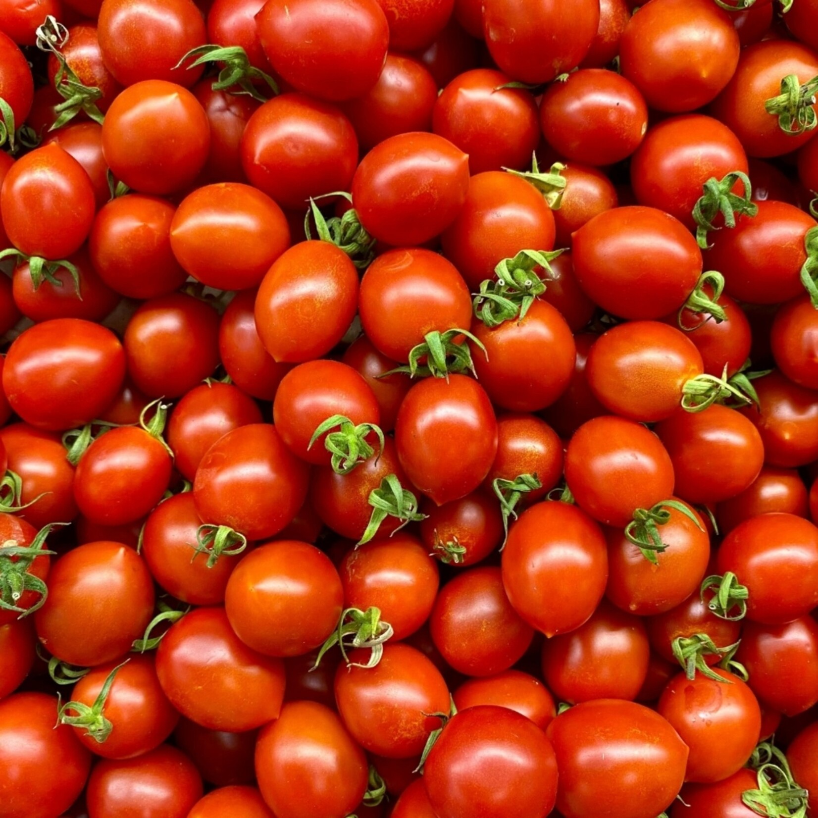 NatureNest Zonnige Oogst Trio Groenteplanten – Tomaat, Paprika en Chilipeper – 3