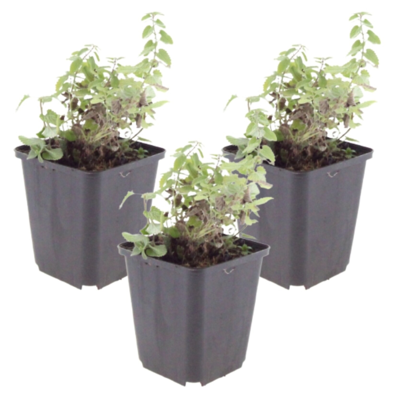 NatureNest Kattenkruid - Set van 3 Tuinplanten - Nepeta Faassenii - Bijen- en Vlindervriendelijk