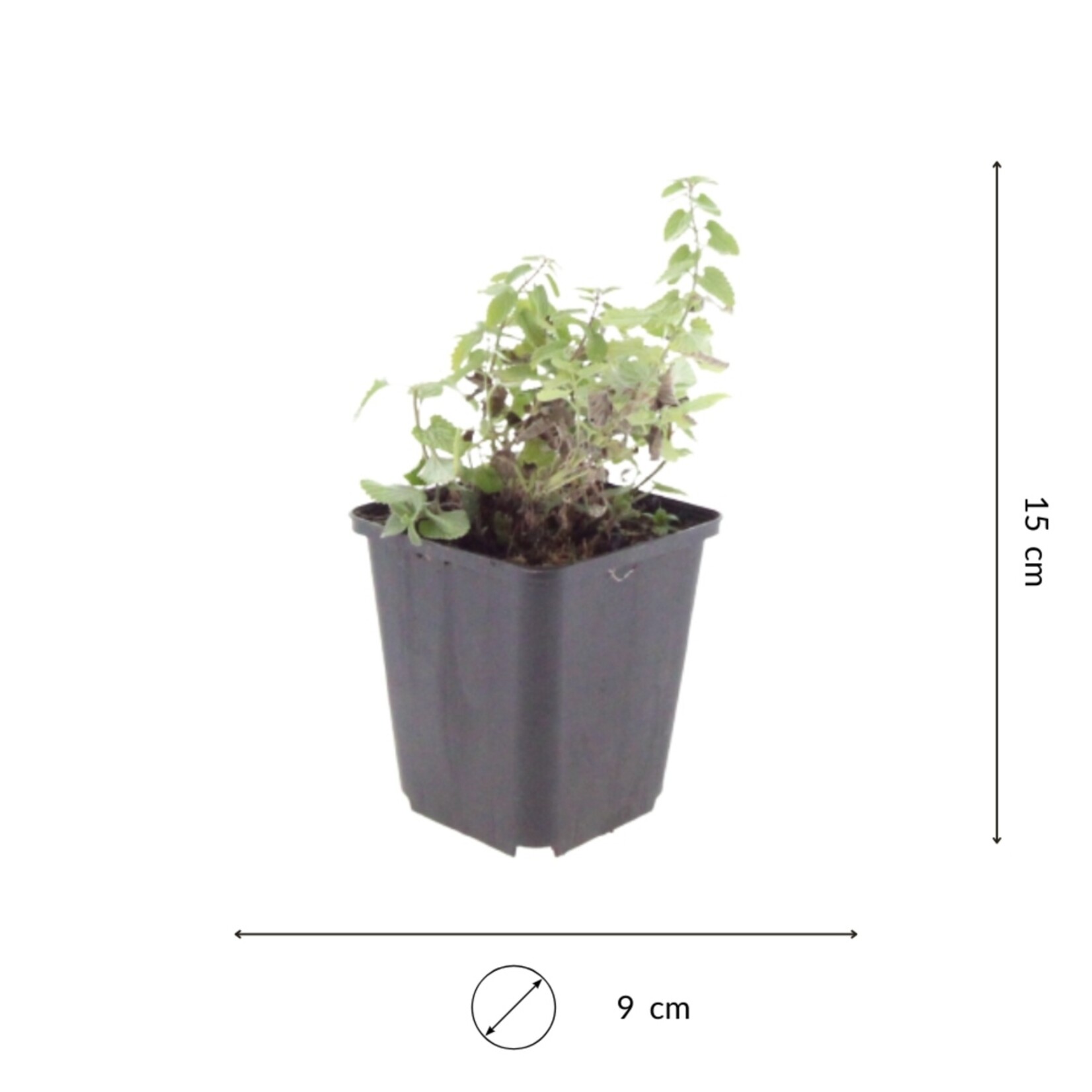 NatureNest Kattenkruid - Set van 3 Tuinplanten - Nepeta Faassenii - Bijen- en Vlindervriendelijk