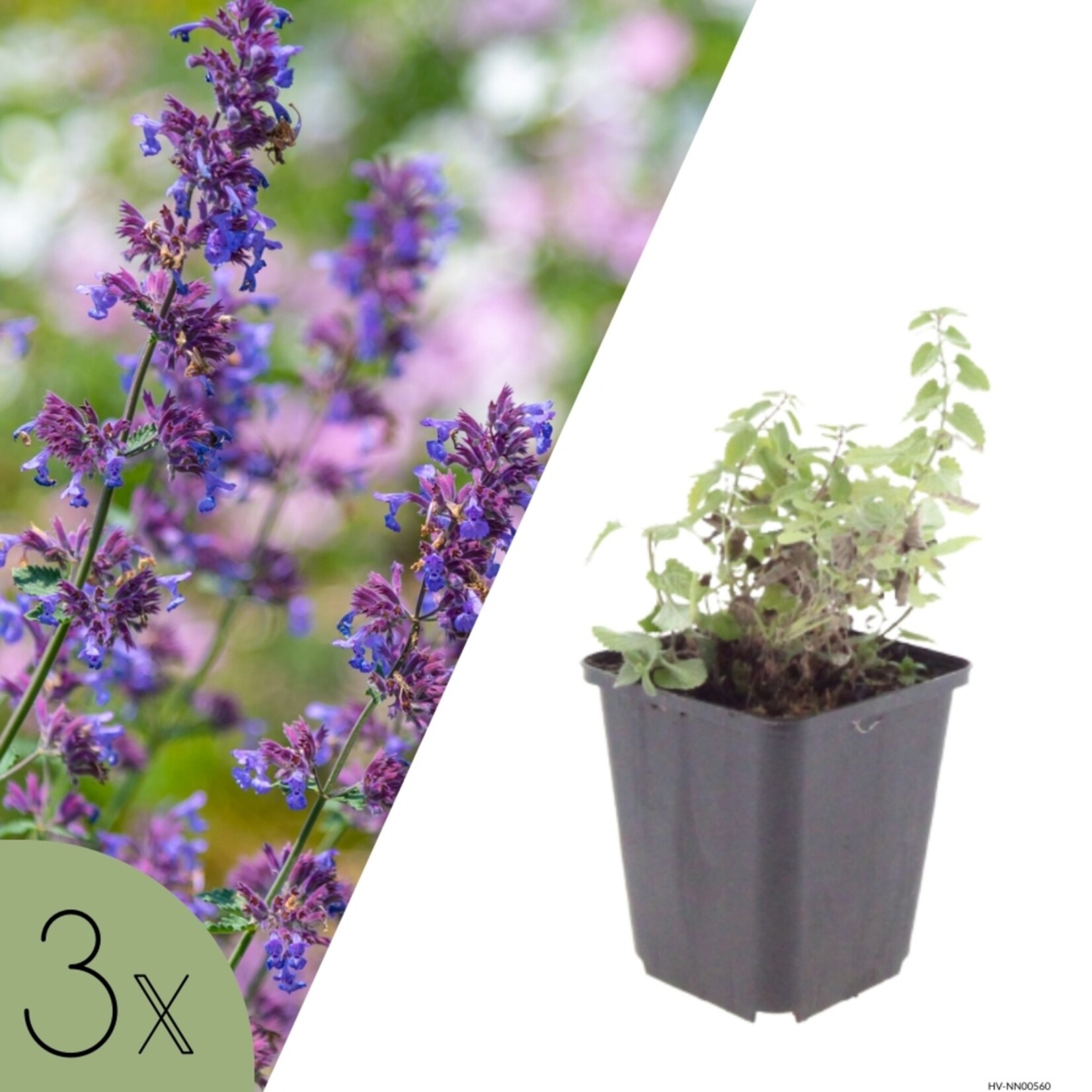 NatureNest Kattenkruid Grol - Set van 3 Jonge Planten - Nepeta Faassenii - Bijen- en Vlindervriendelijk