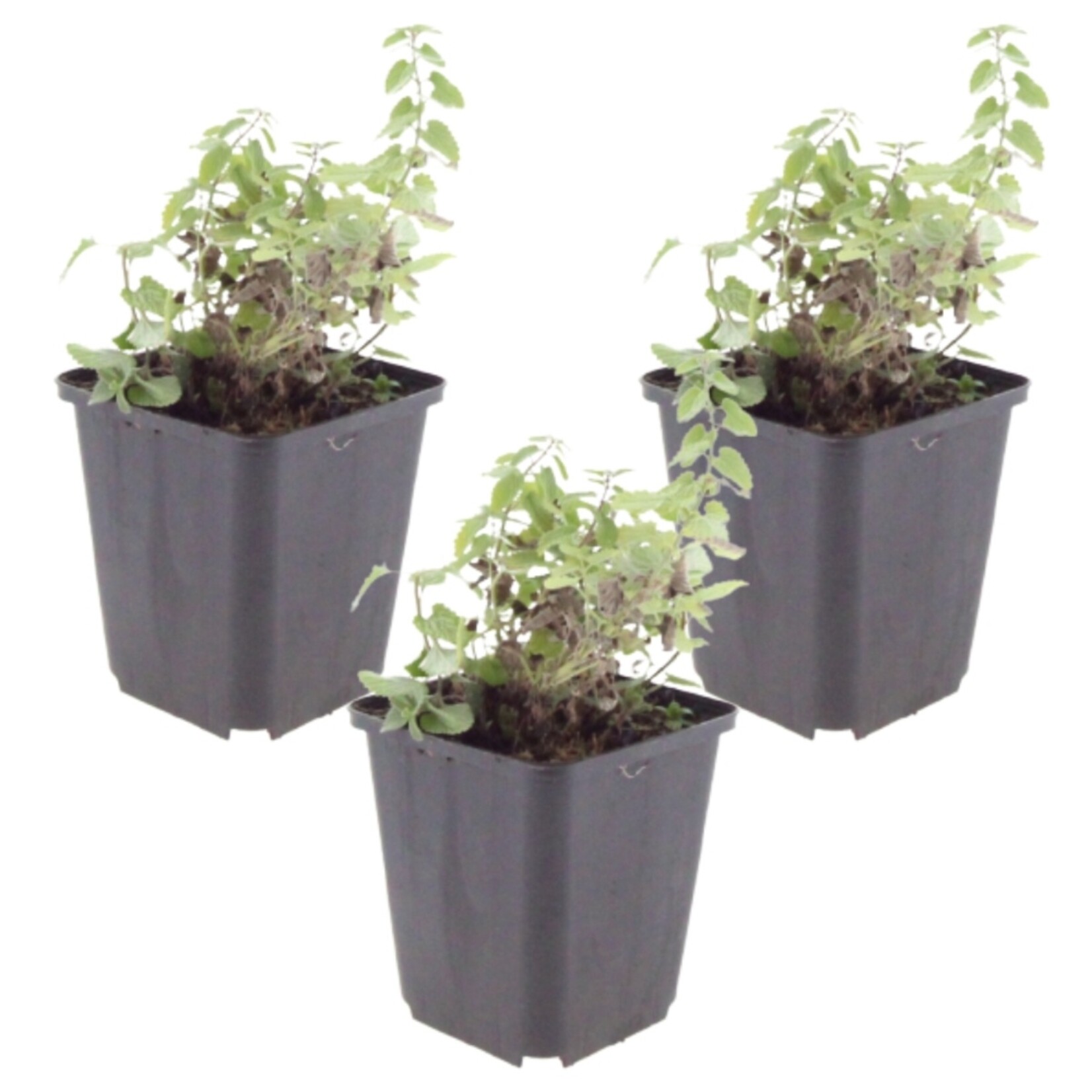 NatureNest Kattenkruid Grol - Set van 3 Jonge Planten - Nepeta Faassenii - Bijen- en Vlindervriendelijk