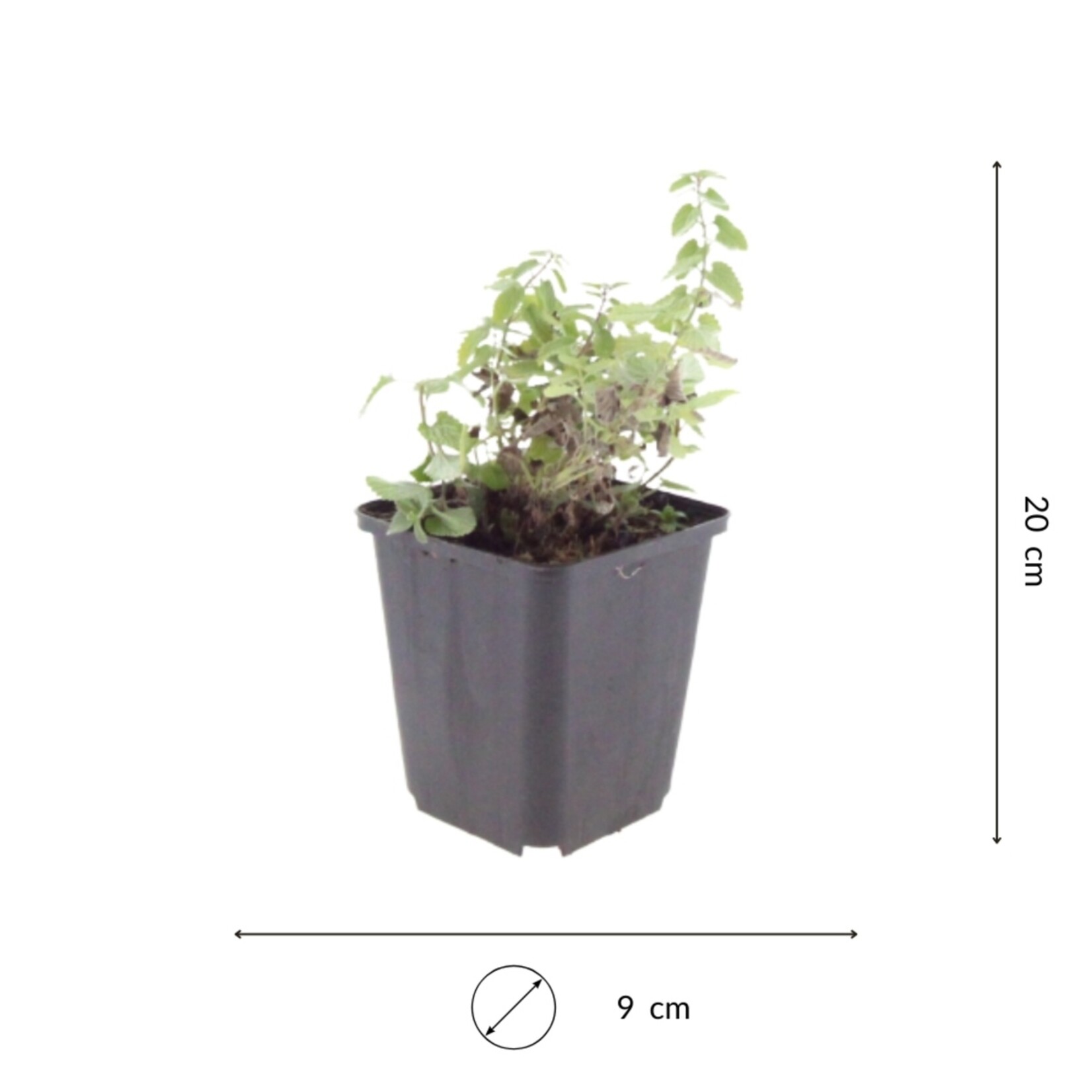 NatureNest Kattenkruid Grol - Set van 3 Jonge Planten - Nepeta Faassenii - Bijen- en Vlindervriendelijk