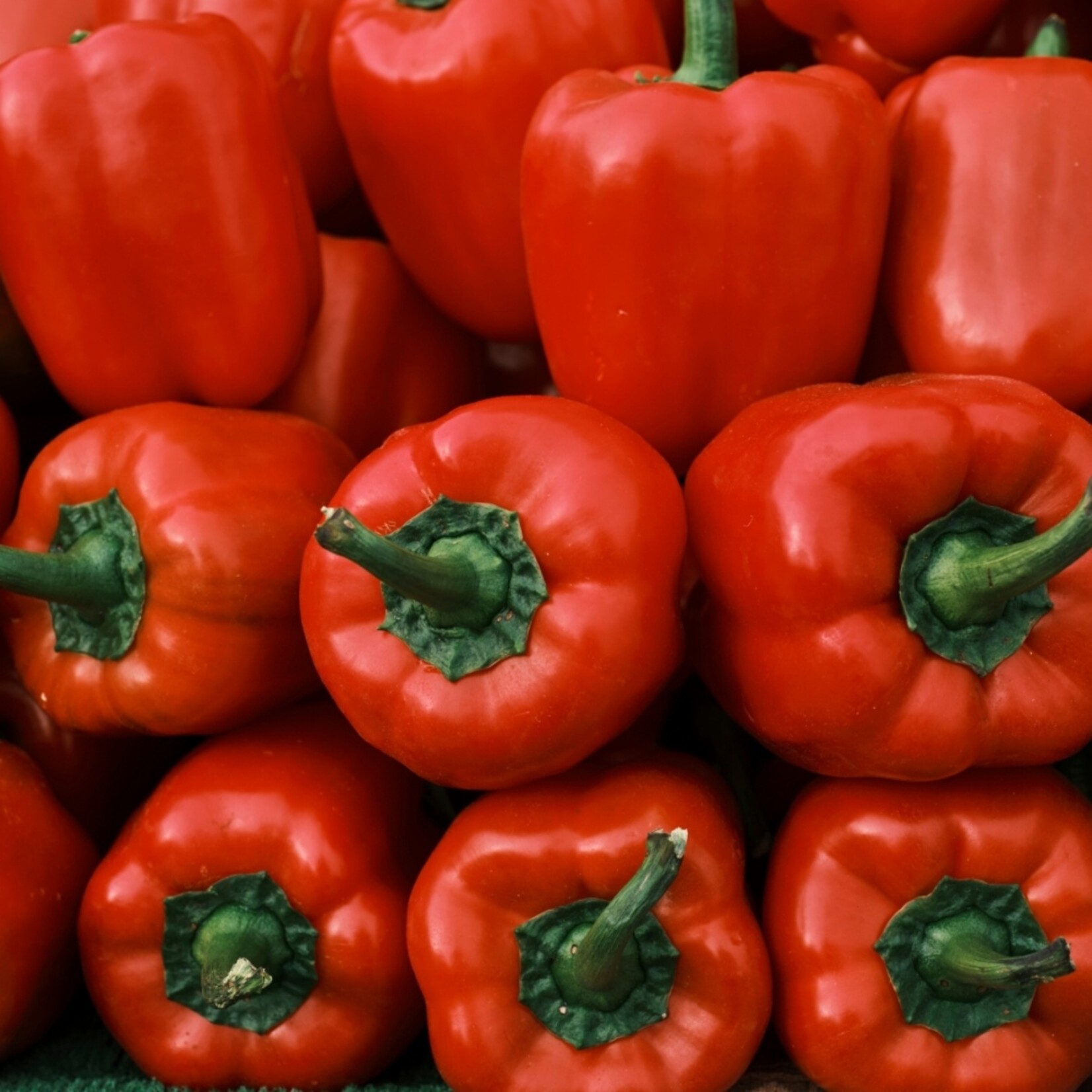 NatureNest Pittig Trio - Set van 3 Peperplanten - PICK-&-JOY® Hot Chili Red, Mild Chili, Snack Pepper Red