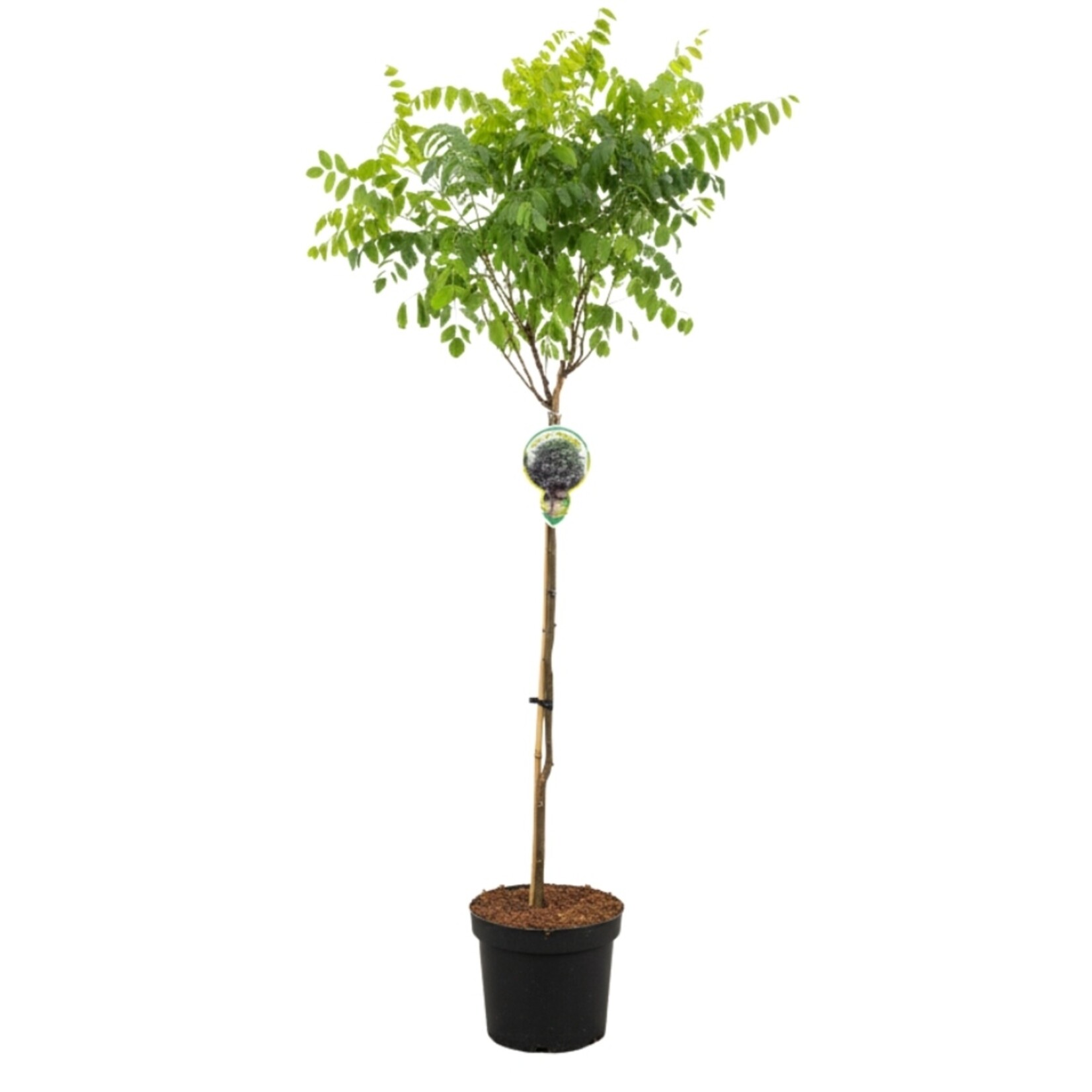 NatureNest Bolacacia op Stam - 80 cm Stam - Robinia Pseudoacacia Umbraculifera - Compacte Schaduwboom