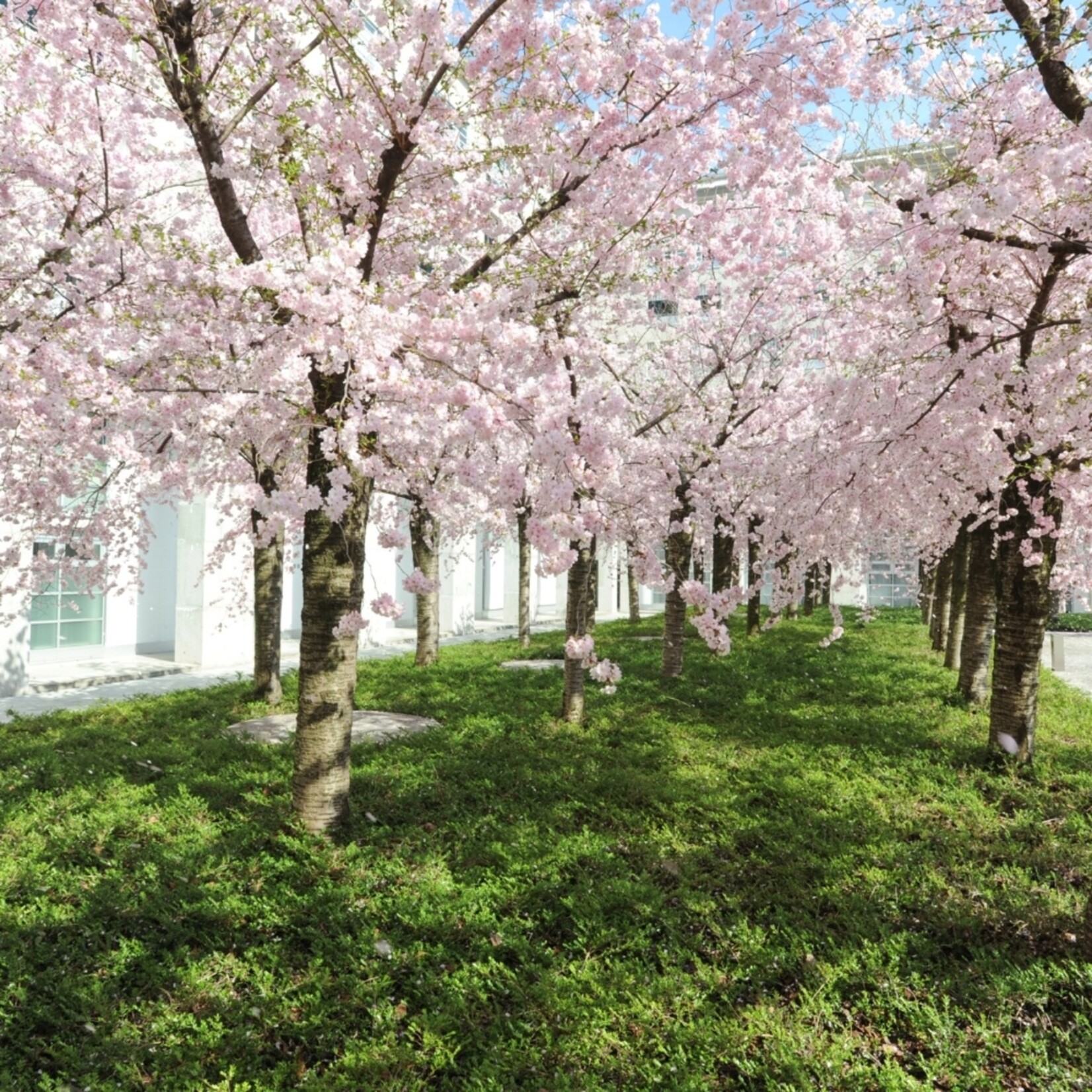 NatureNest Japanse Sierkers Royal Burgundy - op 80 cm Stam - Prunus Serrulata - Decoratieve Bloesemboom